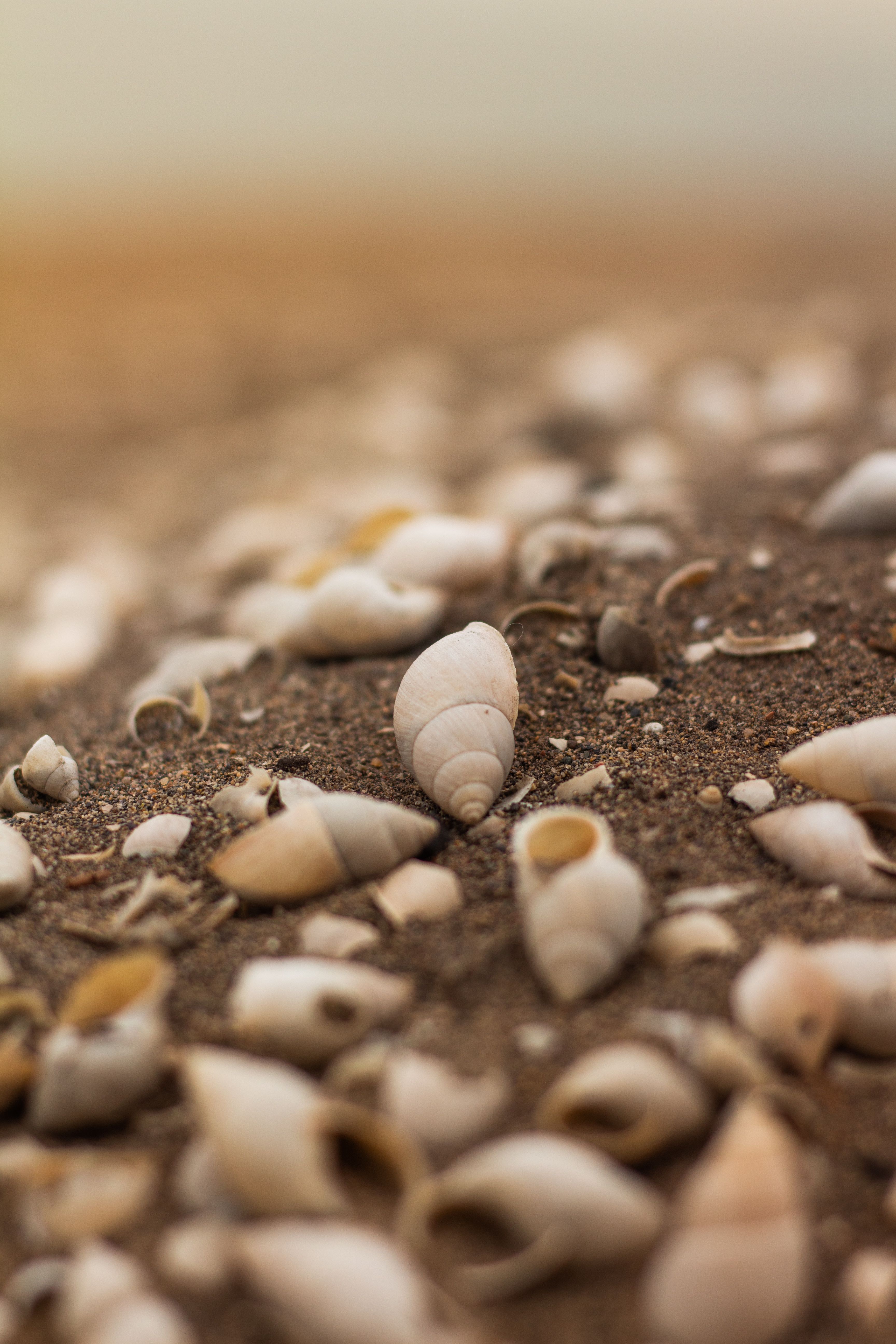 Close-up of Sea Shells on a Sandy Beach · Free Stock Photo
