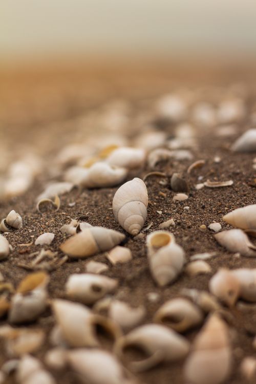 Free A detailed shot of seashells scattered across a sandy beach, evoking a serene coastal scene. Stock Photo