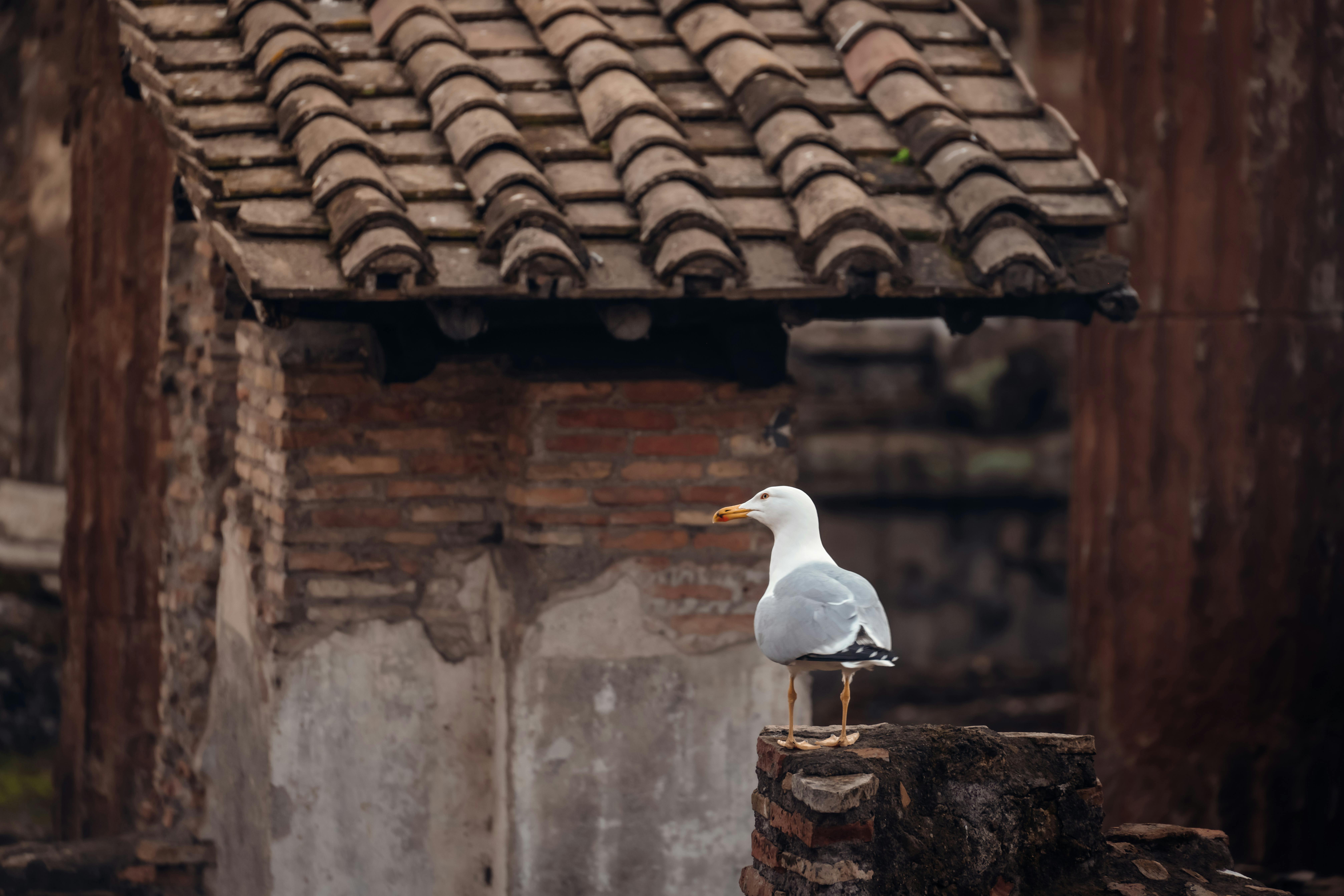 Gratis Una gaviota solitaria posada sobre una antigua arquitectura de piedra con un fondo de techo de tejas rústicas. Foto de stock