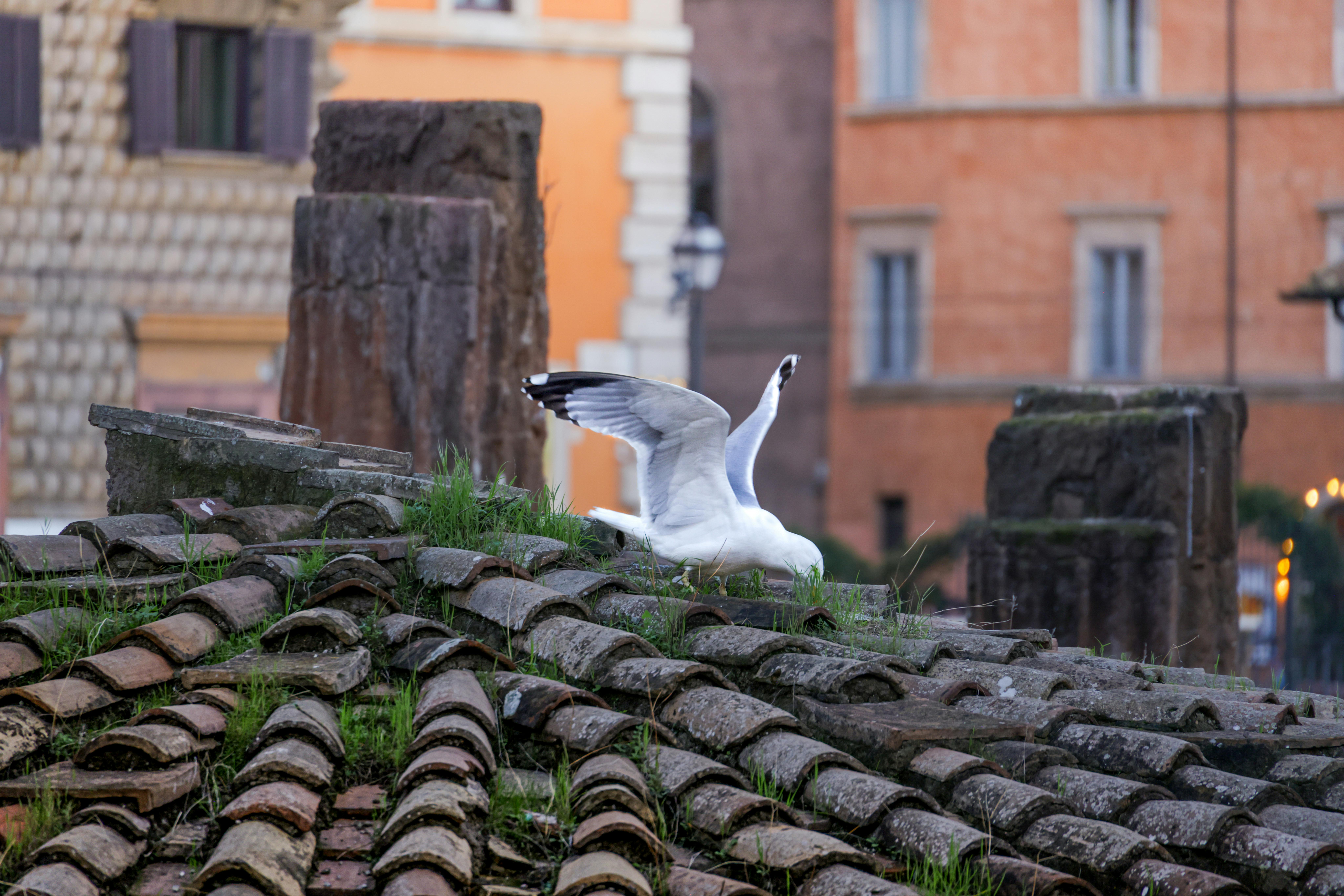 ingyenes Egy sirály kiterjeszti szárnyait egy történelmi római tetőn naplementekor. Stockfotó