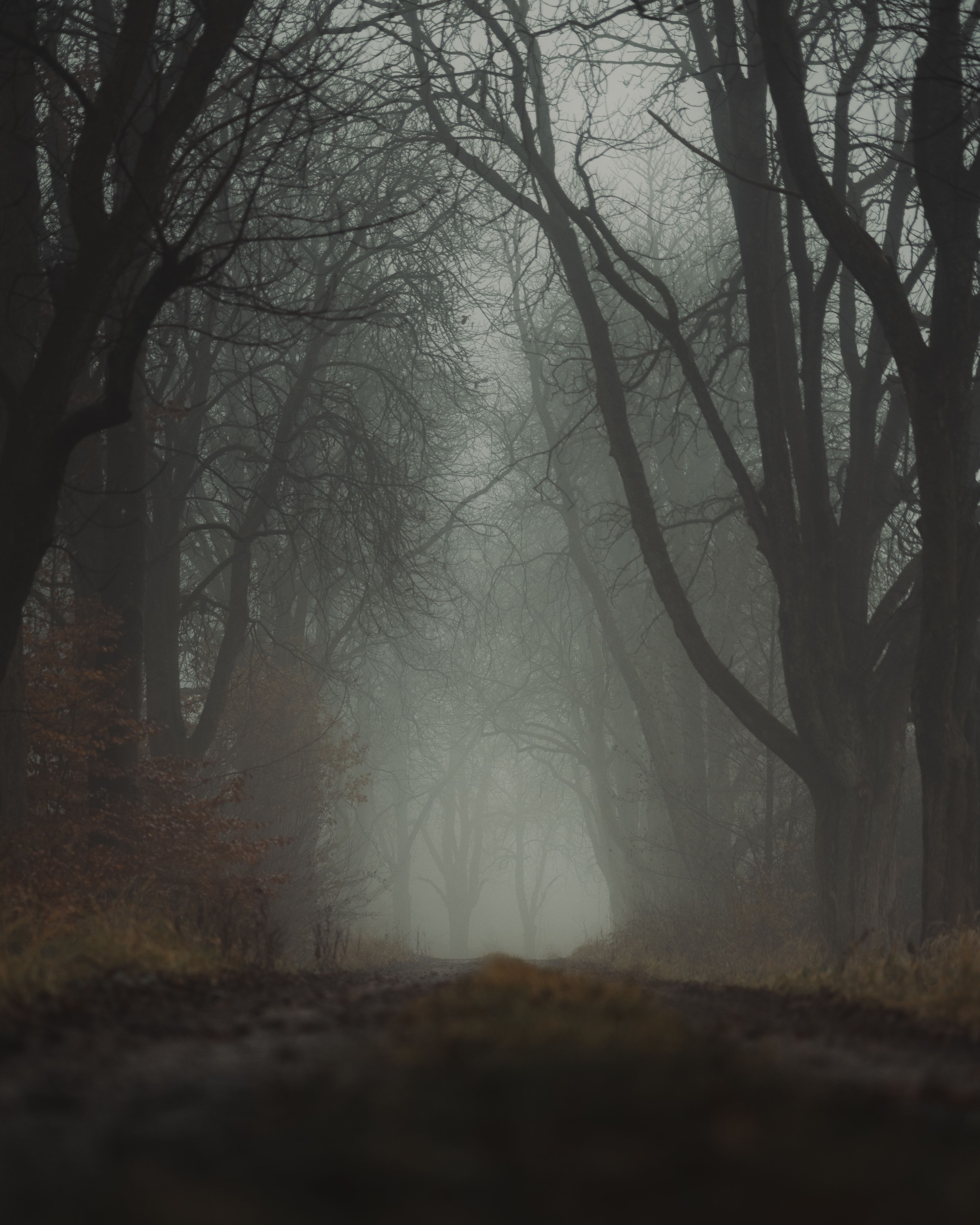 A moody mist-filled pathway through a dense forest, evoking mystery and calm.