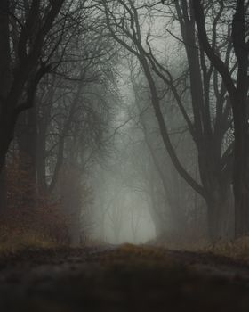 A moody mist-filled pathway through a dense forest, evoking mystery and calm.