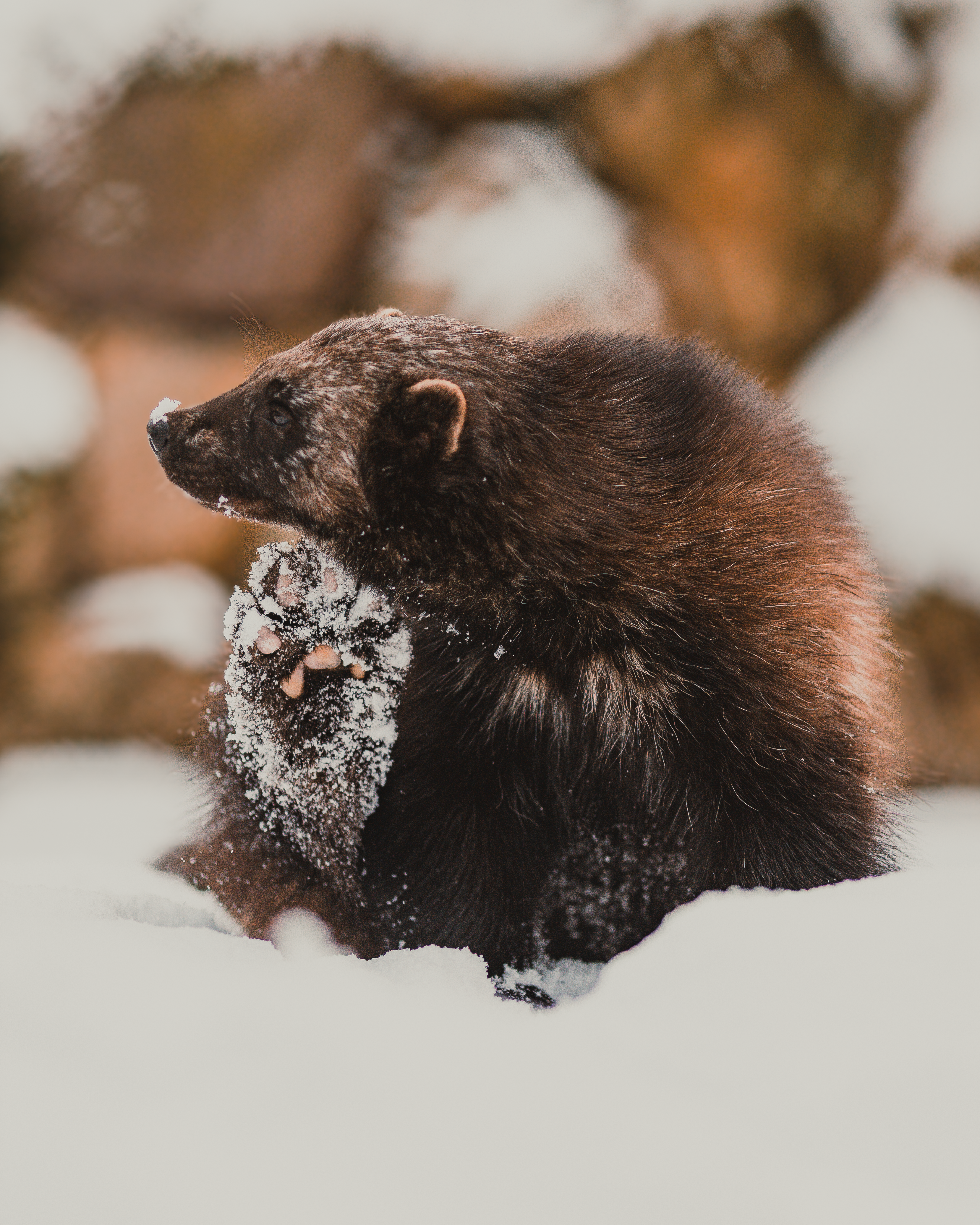 Wolverine
