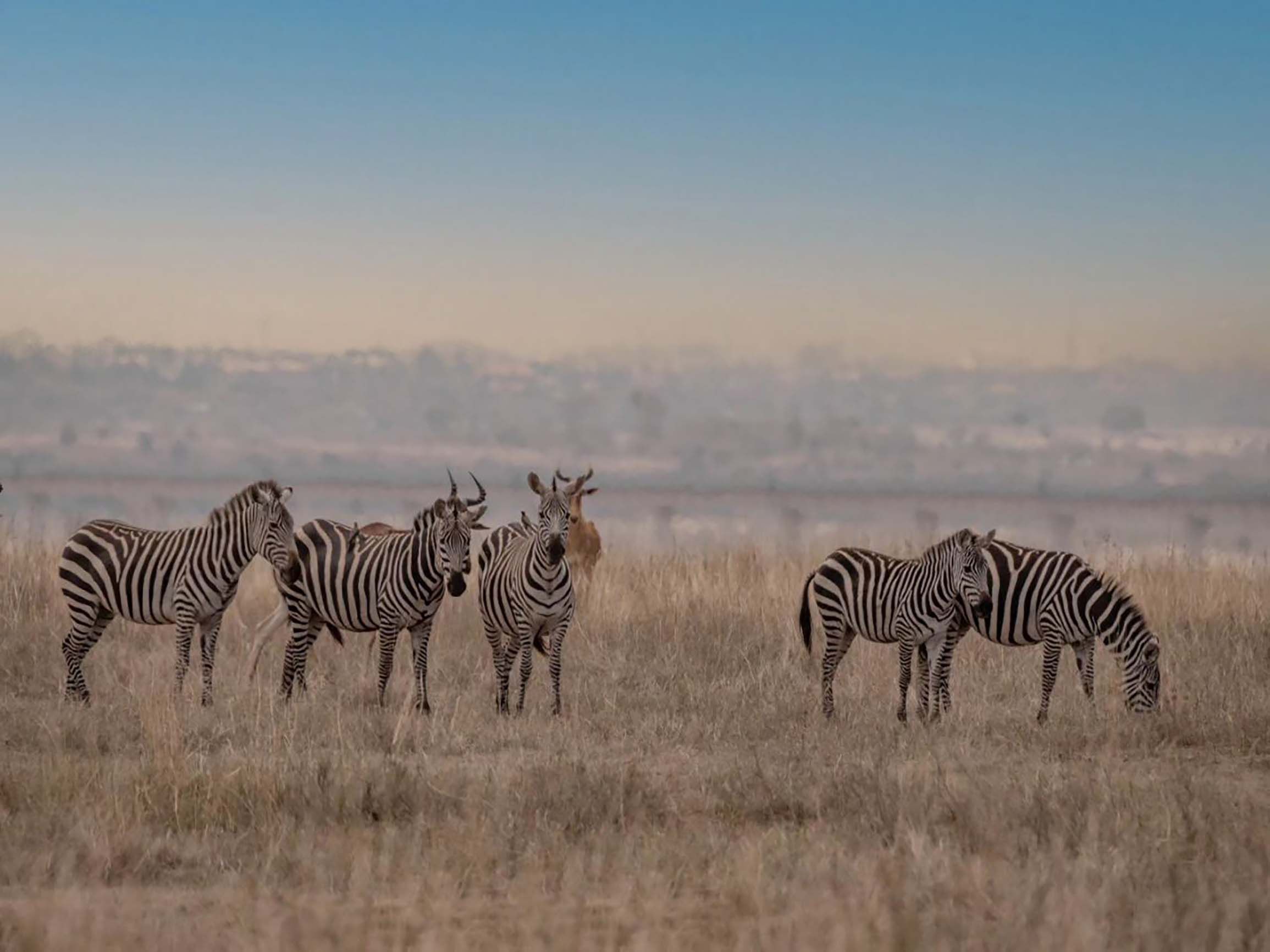 A herd of zebras peacefully grazing in the African grasslands during dusk.