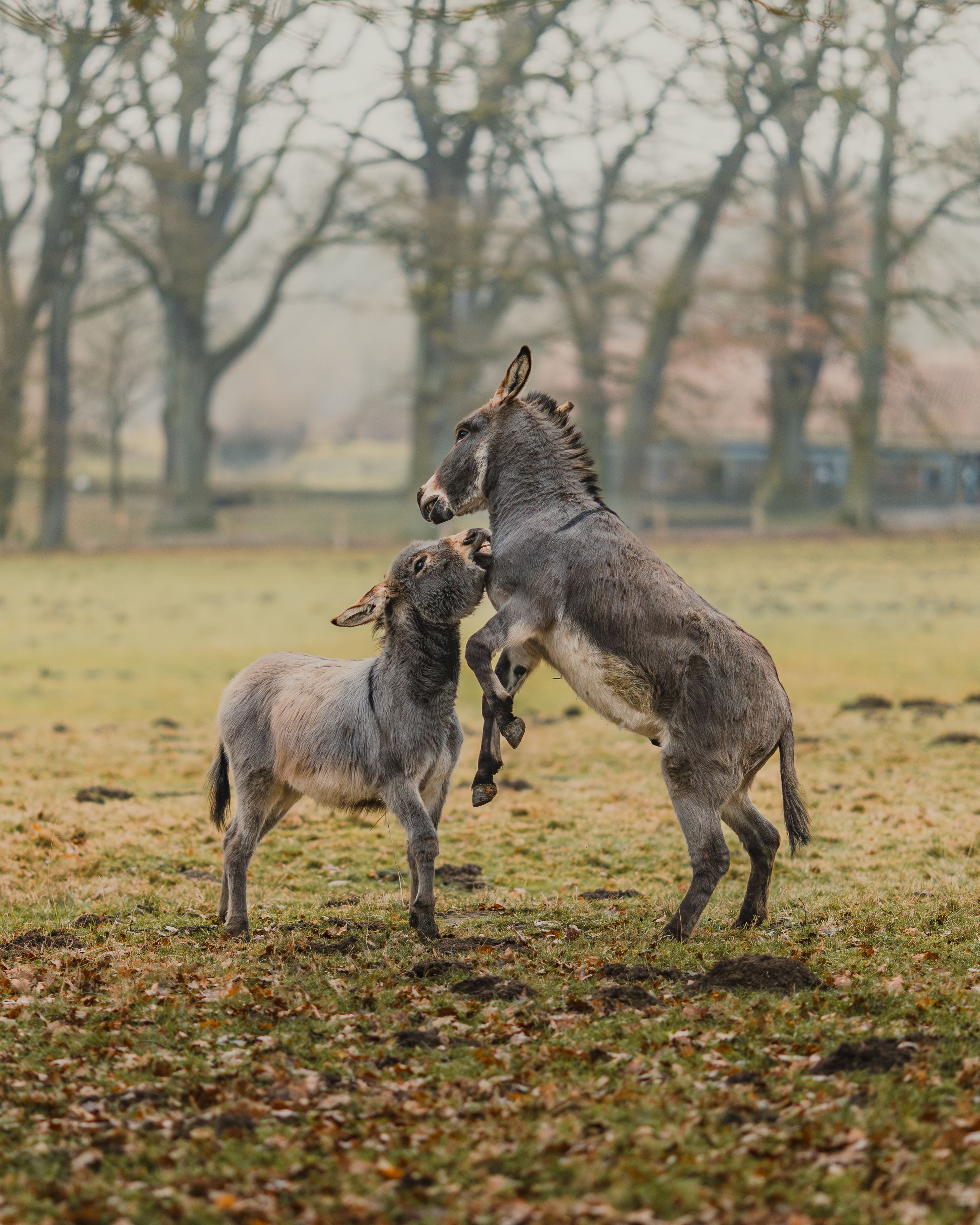 Playful Donkeys in a Misty Field · Free Stock Photo