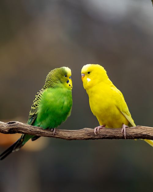 セキセイインコ · 無料の写真素材