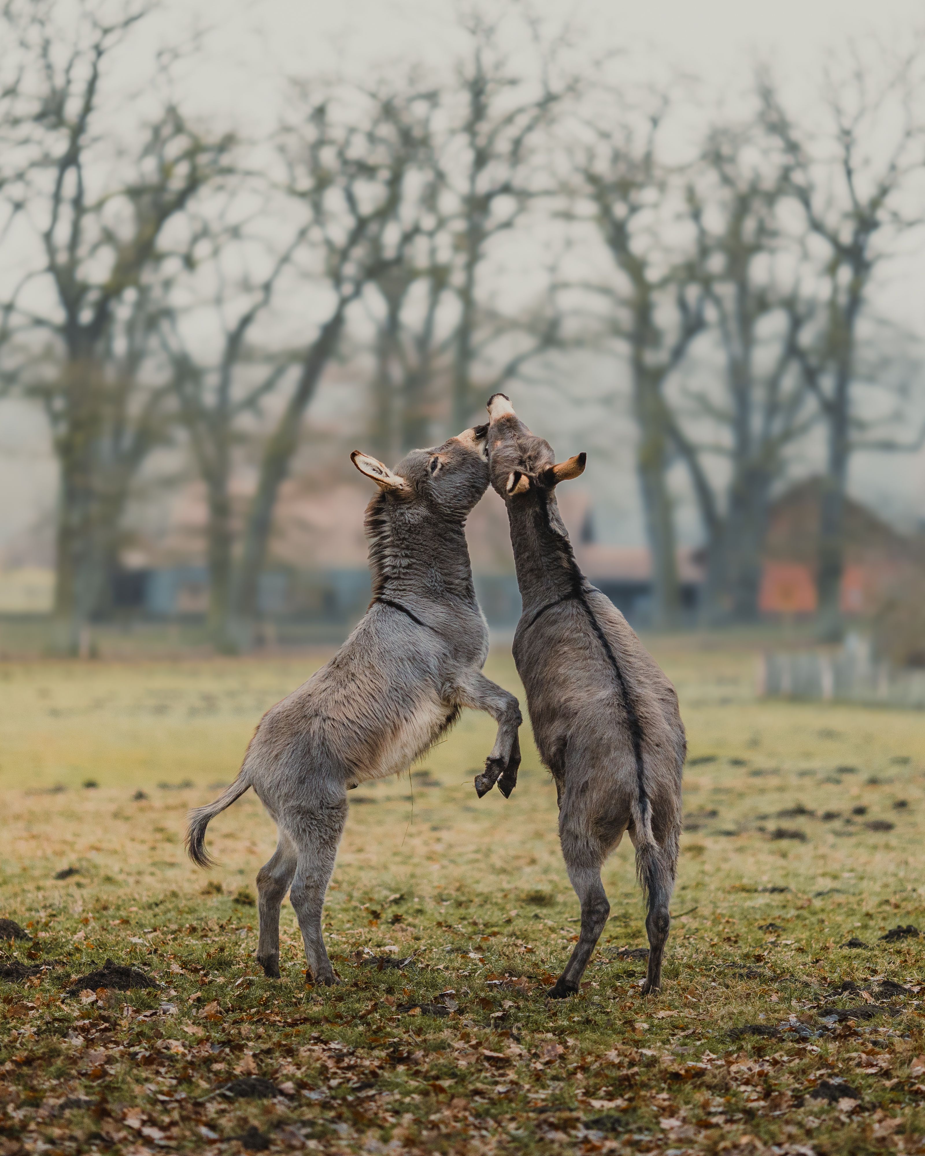 Two playful donkeys engaging in a friendly interaction in a rural field setting.
