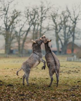 Two playful donkeys engaging in a friendly interaction in a rural field setting.