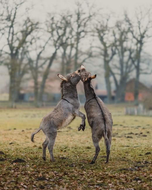 Two playful donkeys engaging in a friendly interaction in a rural field setting.