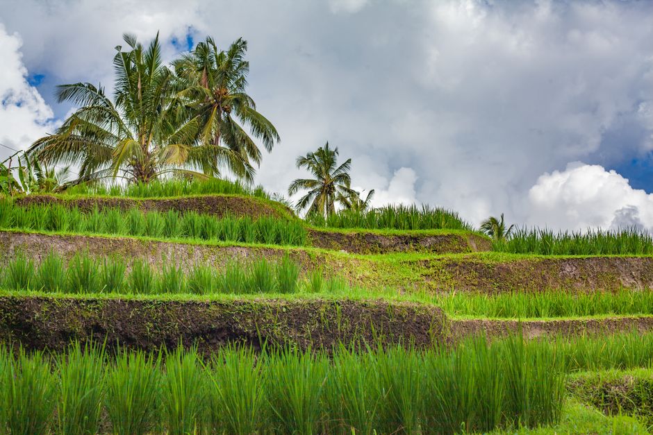 Rizières en terrasses de Jatiluwih à Bali avec cocotiers et ciel bleu