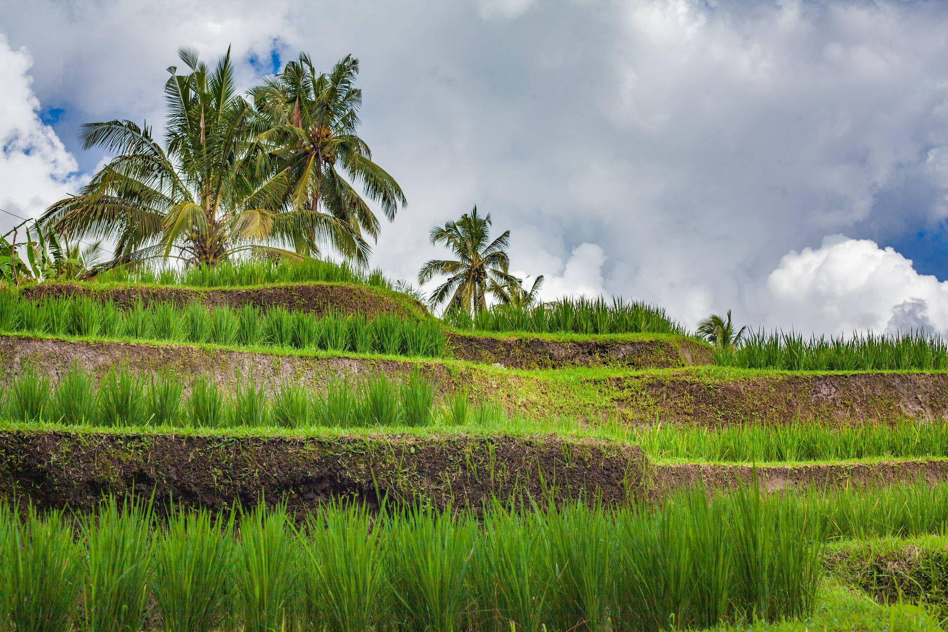 Bali Travel Guide: Complete Island Guide 2026