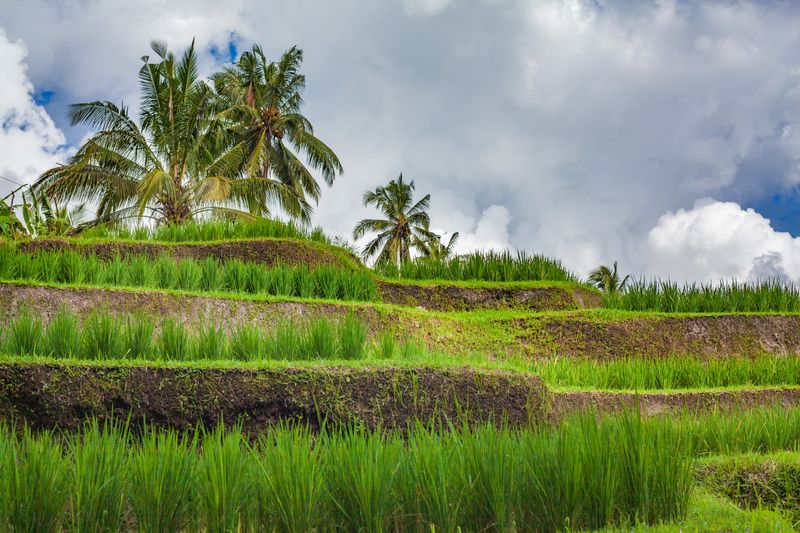 Bali Travel Guide: Complete Island Guide 2026