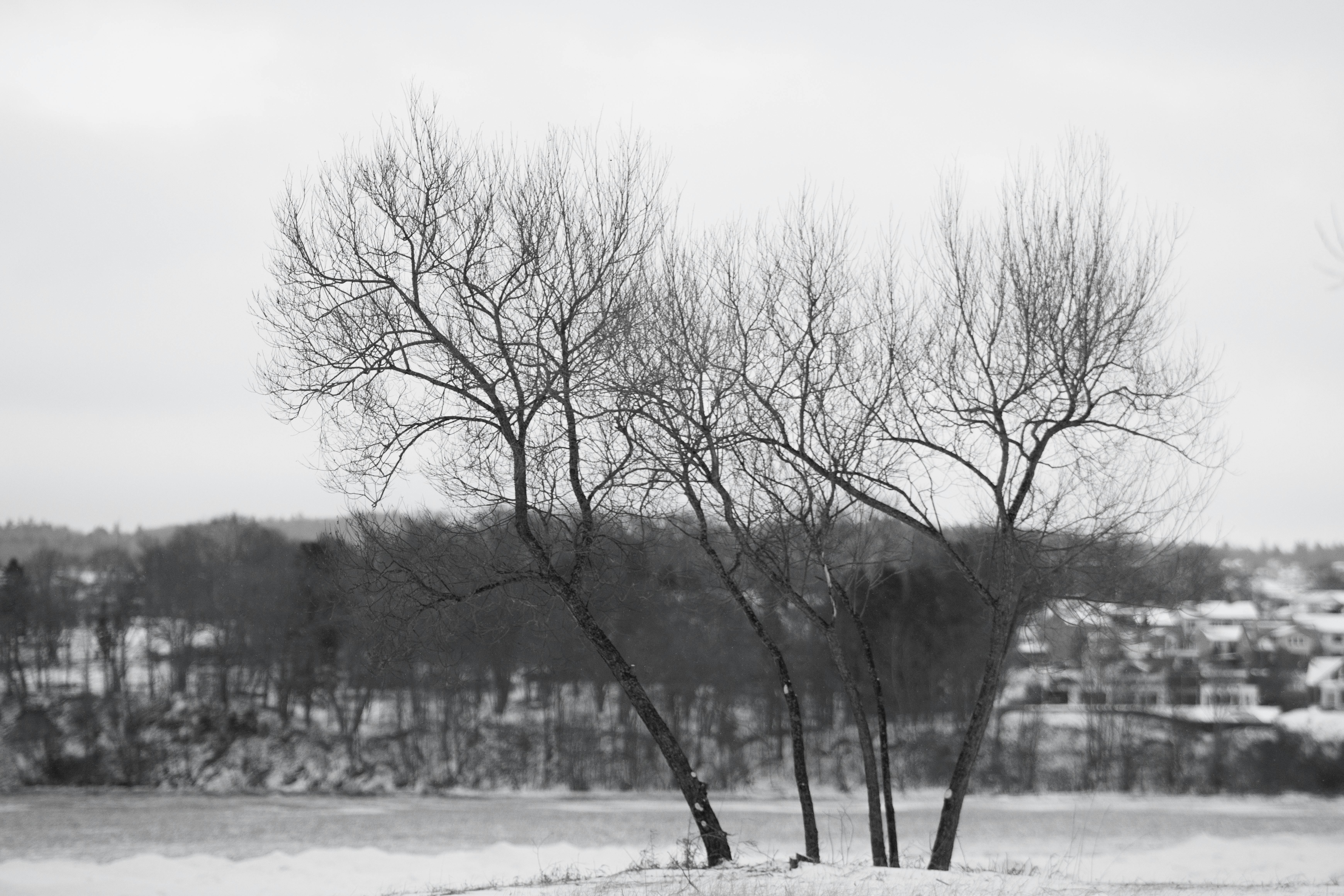Bezpłatne Monochromatyczna zimowa scena przedstawiająca nagie drzewa na ośnieżonym tle w Jönköping w Szwecji. Zdjęcie z galerii