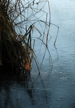 Close-up of grass by a frozen lake, creating a tranquil winter scene.