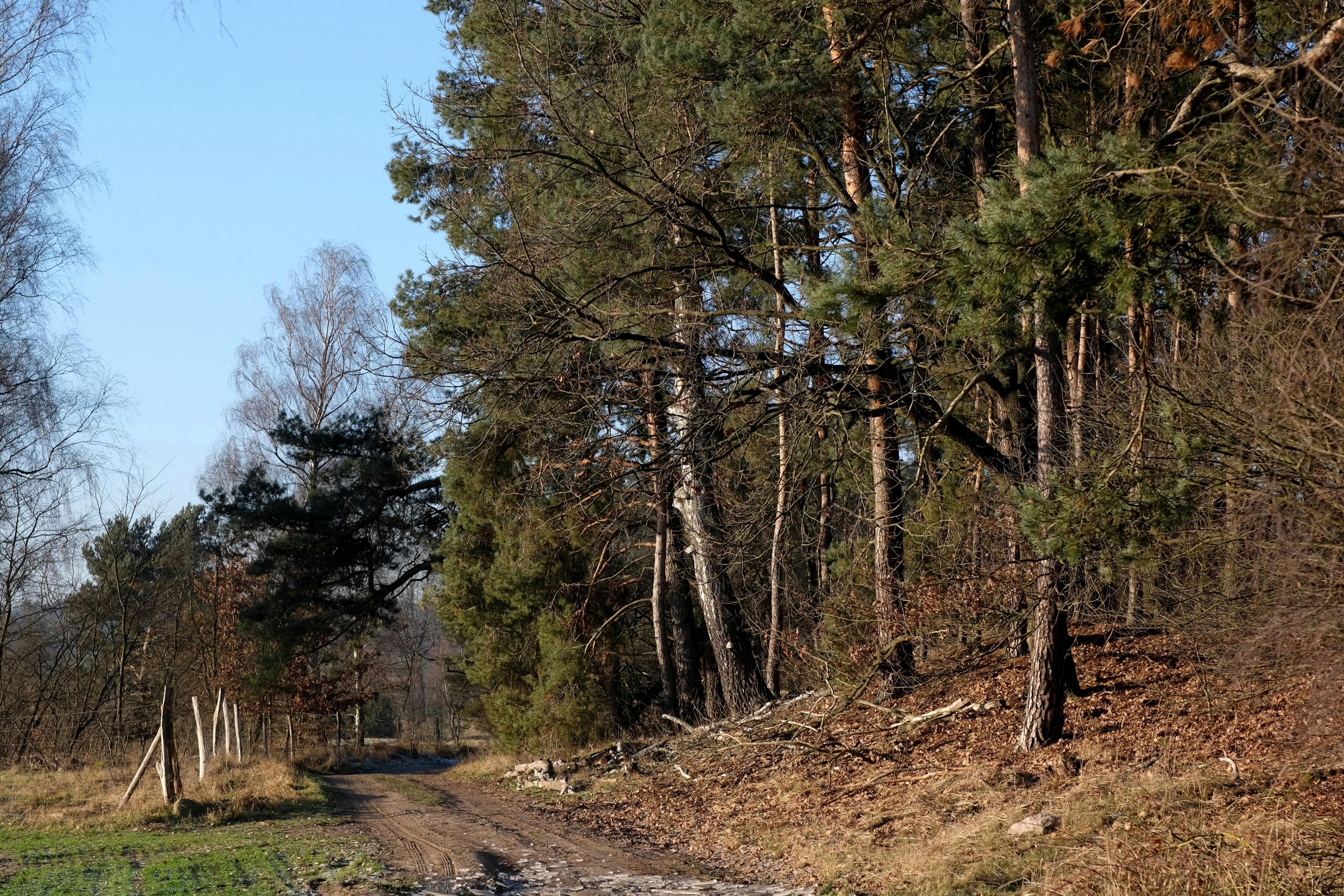 De franc Un tranquil camí forestal amb la llum del sol filtrant-se entre els arbres a principis de primavera. Foto d'estoc
