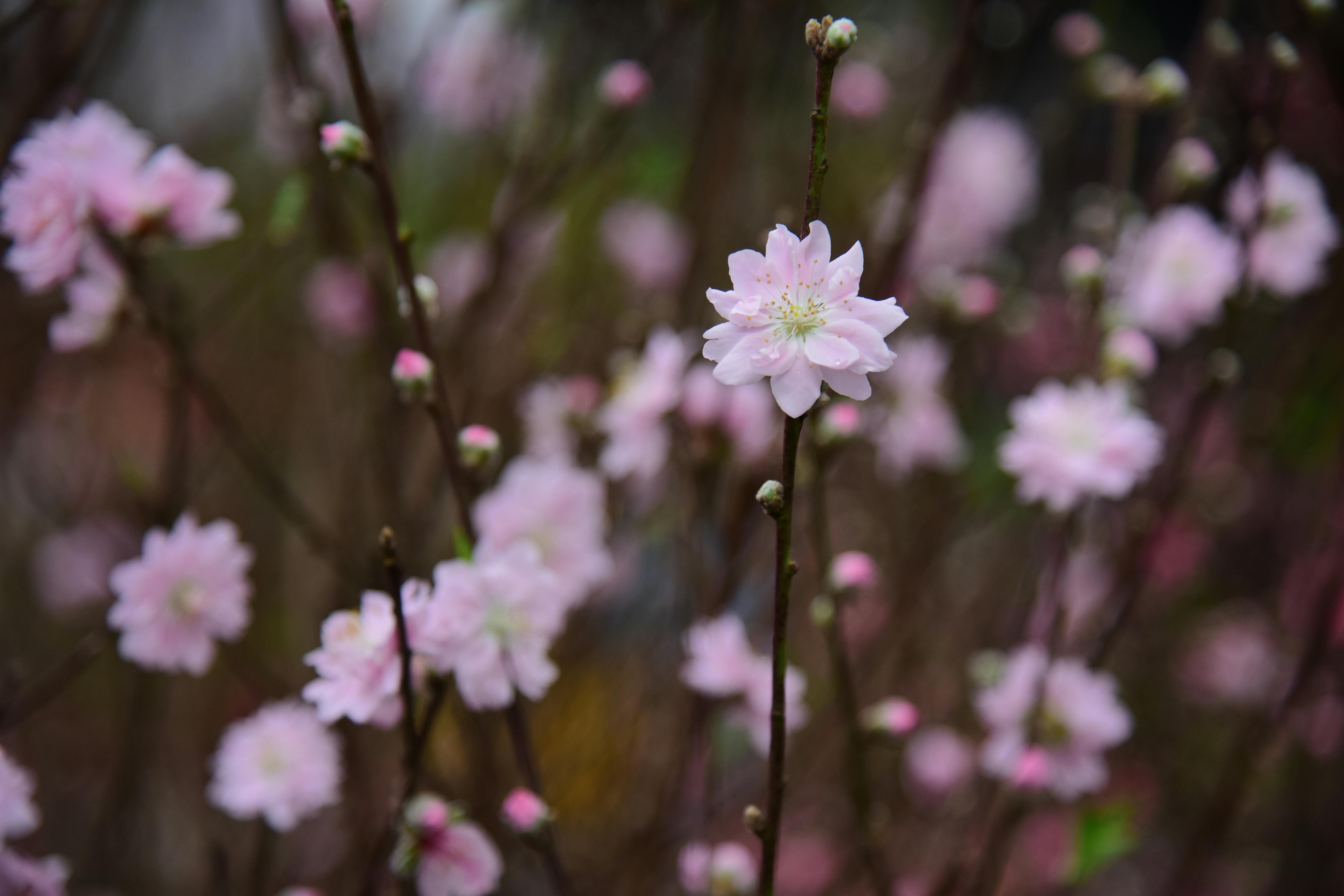Gratis Foto close-up bunga sakura berwarna merah muda cerah yang mekar di luar ruangan pada musim semi. Foto Stok