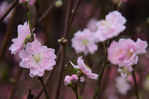 Free Close-up of blooming pink cherry blossoms on branches, capturing spring's beauty. Stock Photo