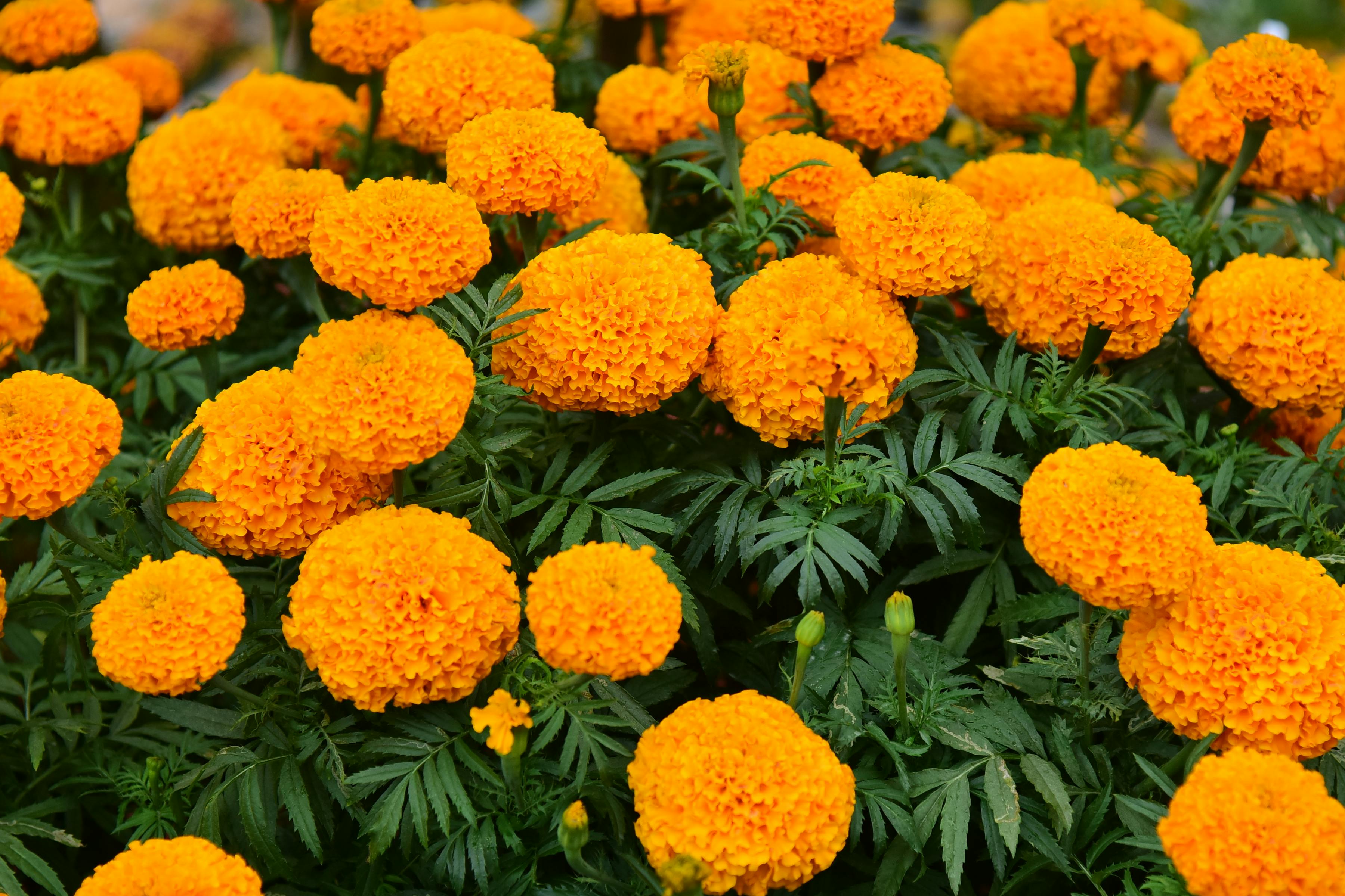 Free A stunning display of vibrant orange marigold flowers in full bloom, showcasing their beauty. Stock Photo