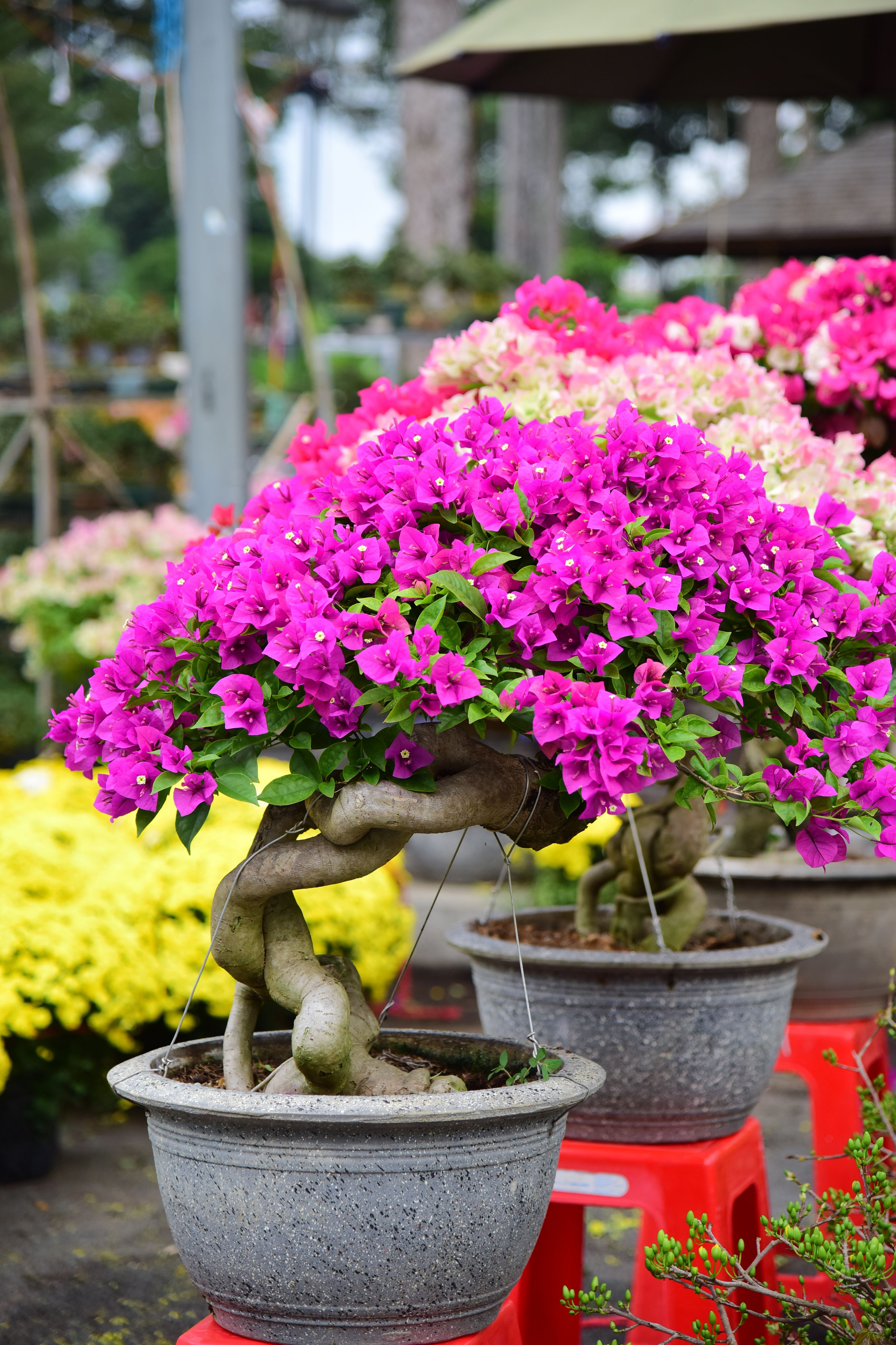 Bonsai Flower Photos, Download The BEST Free Bonsai Flower Stock Photos &  HD Images