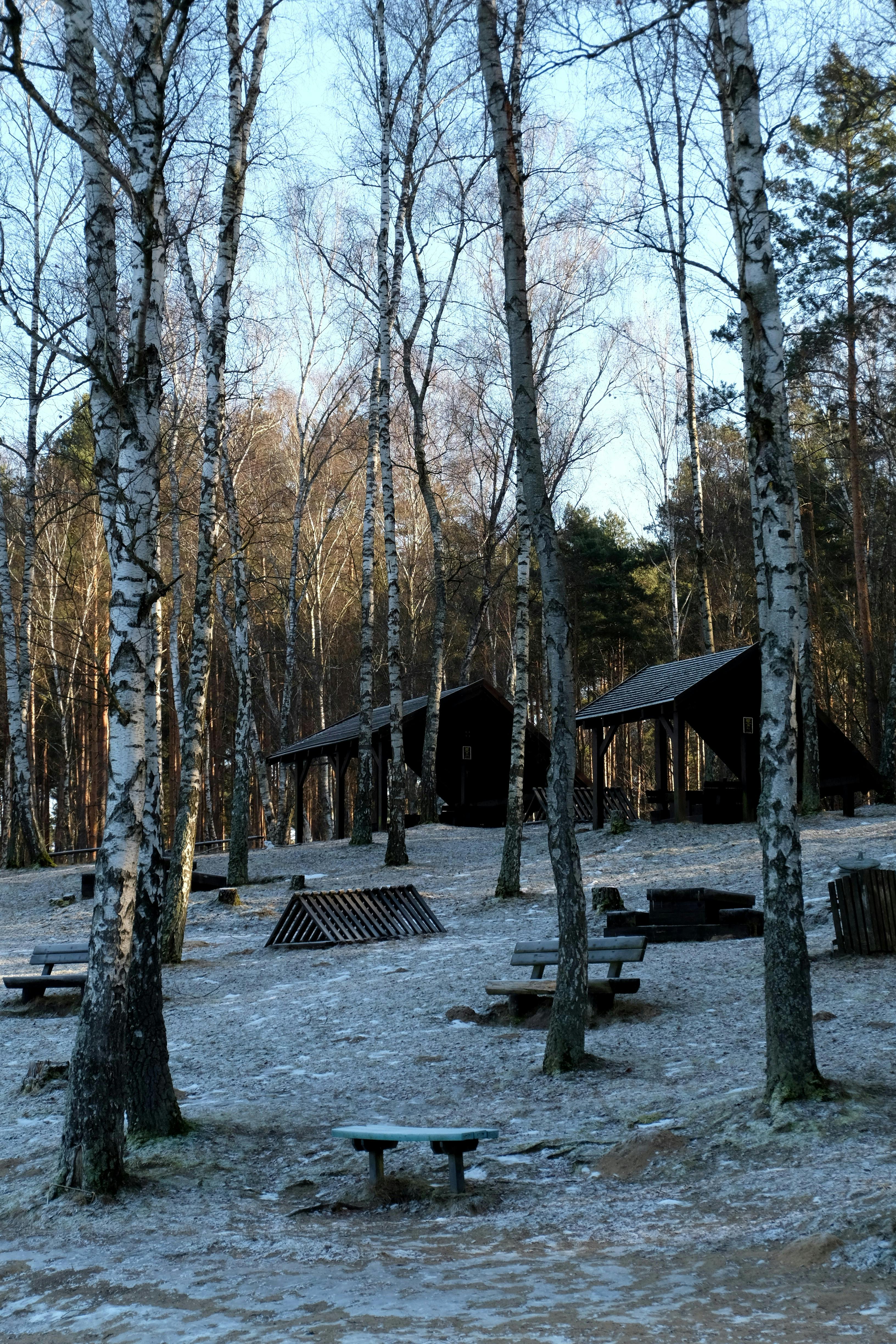 Ingyenes stockfotó békés, csendes, csupasz fák témában Stockfotó