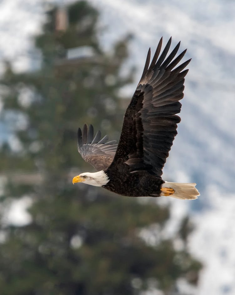 Black And White Eagle Flying