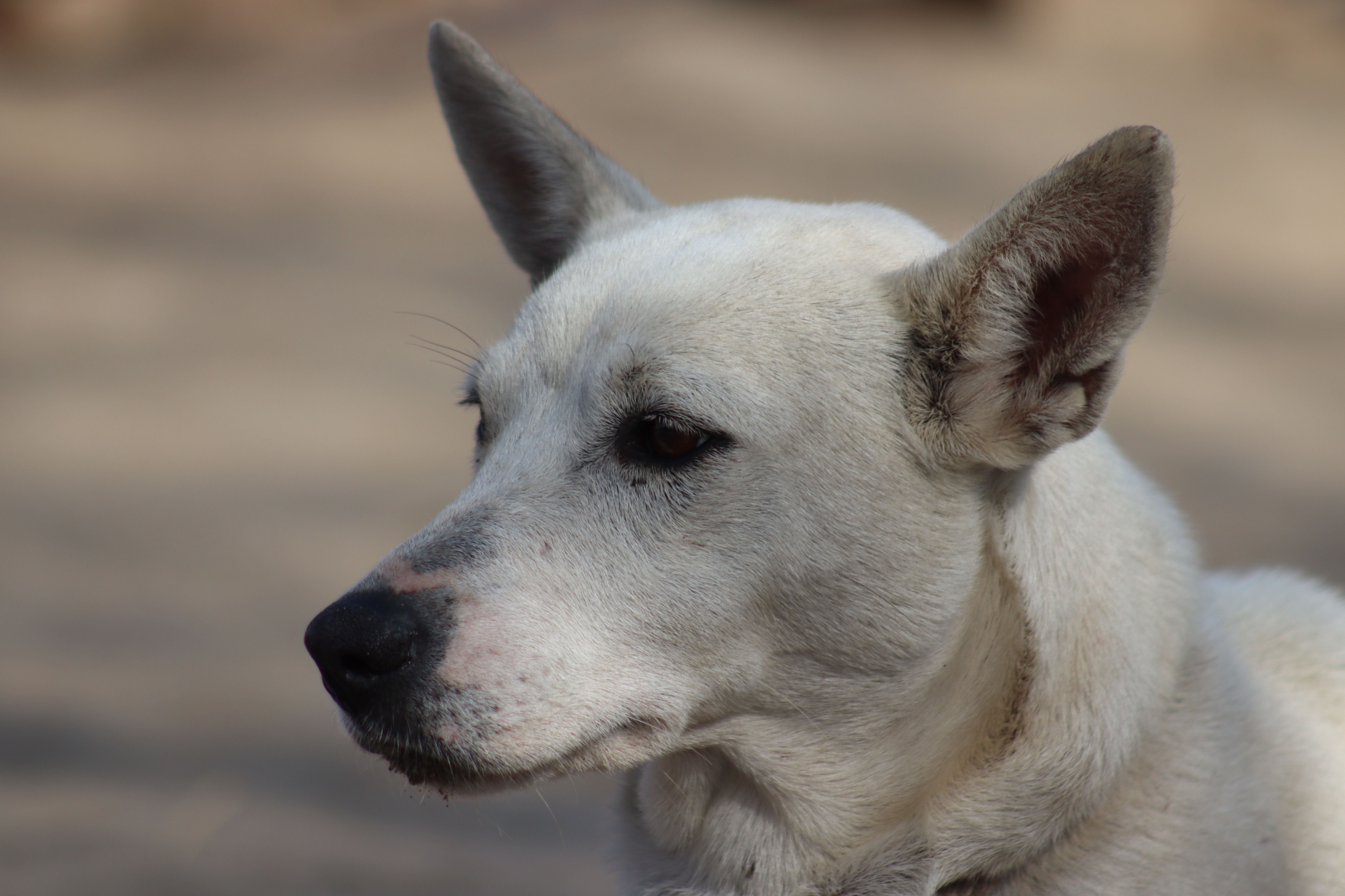 Portrait of a dog at a veterinary clinic