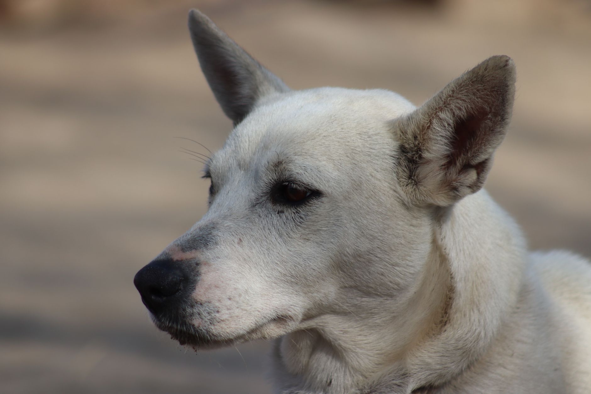 Portrait of a dog at a veterinary clinic