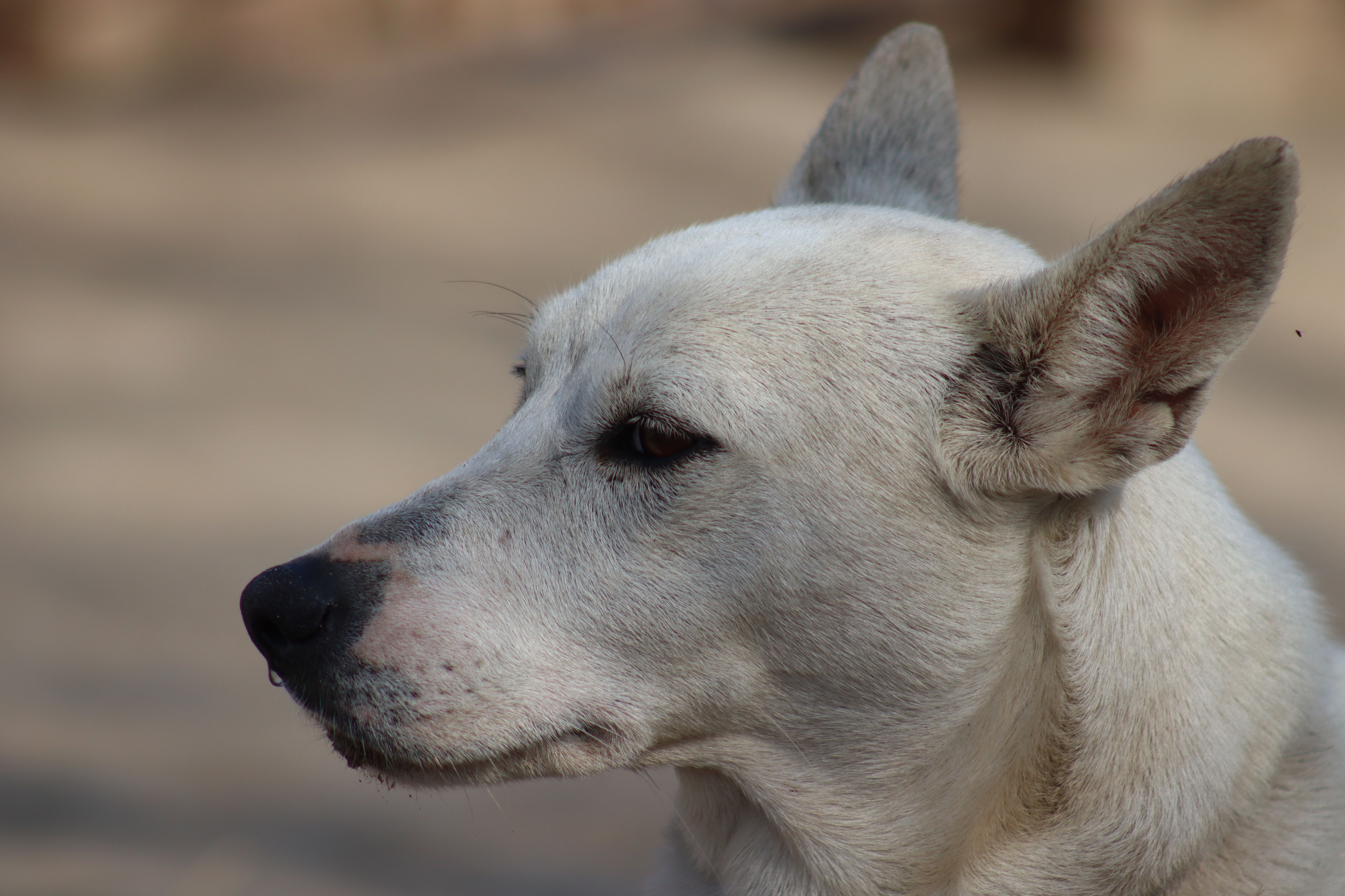 Portrait of a dog at a veterinary clinic