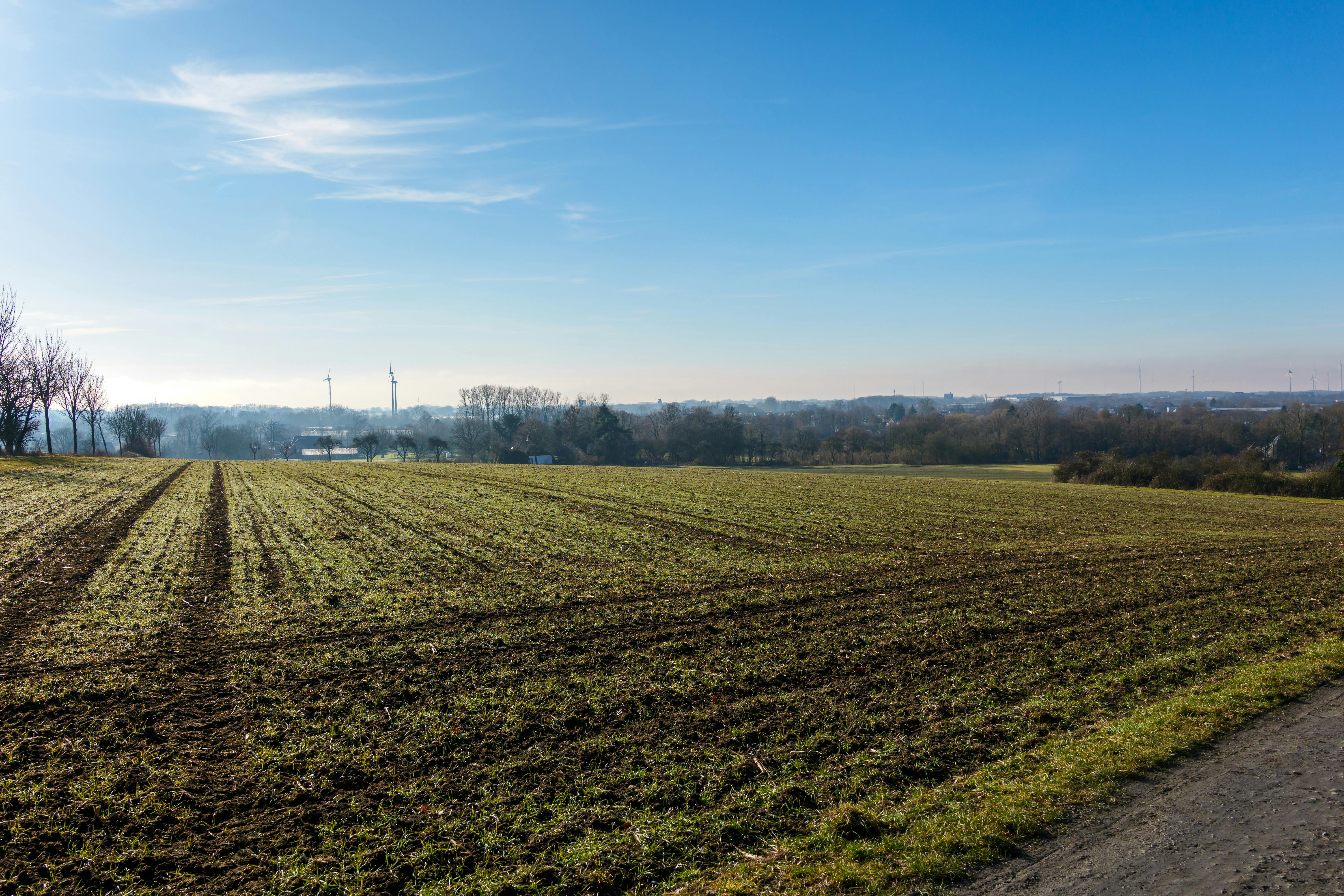 ingyenes Egy derűs téli táj Coesfeldben, Németországban, zöld mezővel, tiszta kék ég alatt. Stockfotó
