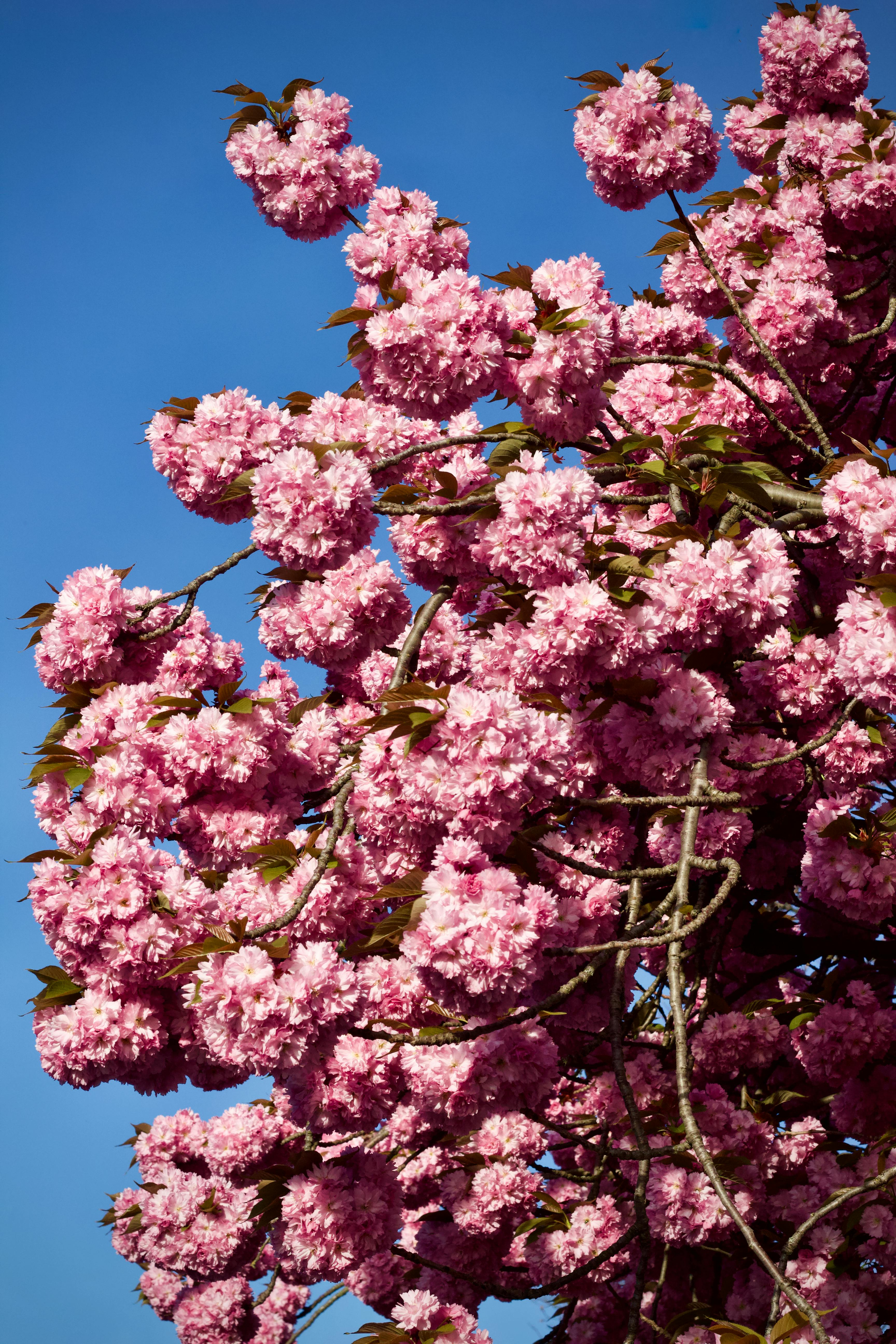 ingyenes Gyönyörű cseresznyevirágzás teljes virágzásban a tiszta kék ég alatt, a tavaszt szimbolizálva. Stockfotó