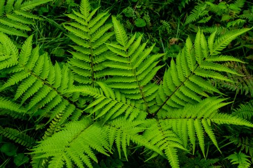 Free Close-up of vibrant green fern leaves in a lush forest setting in Darjeeling, India. Stock Photo