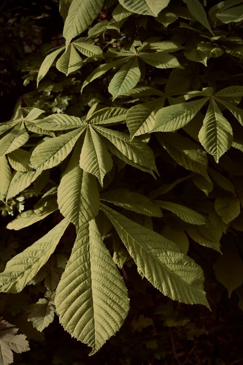 Free Detailed view of vibrant chestnut leaves in natural setting. Stock Photo