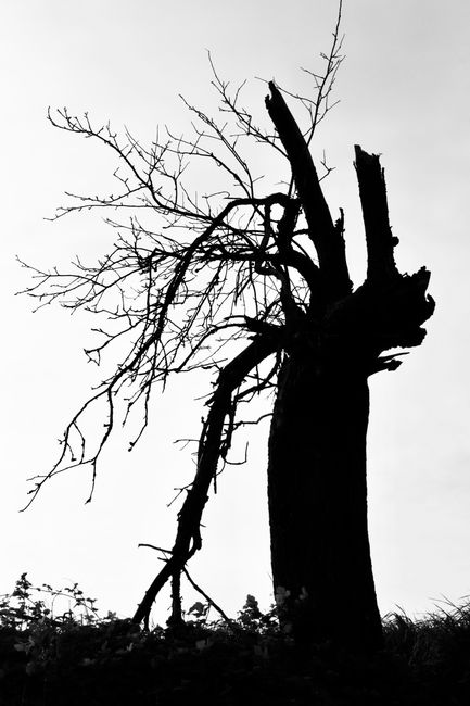 Striking silhouette of a barren tree against the sky, conveying nature's aged beauty.