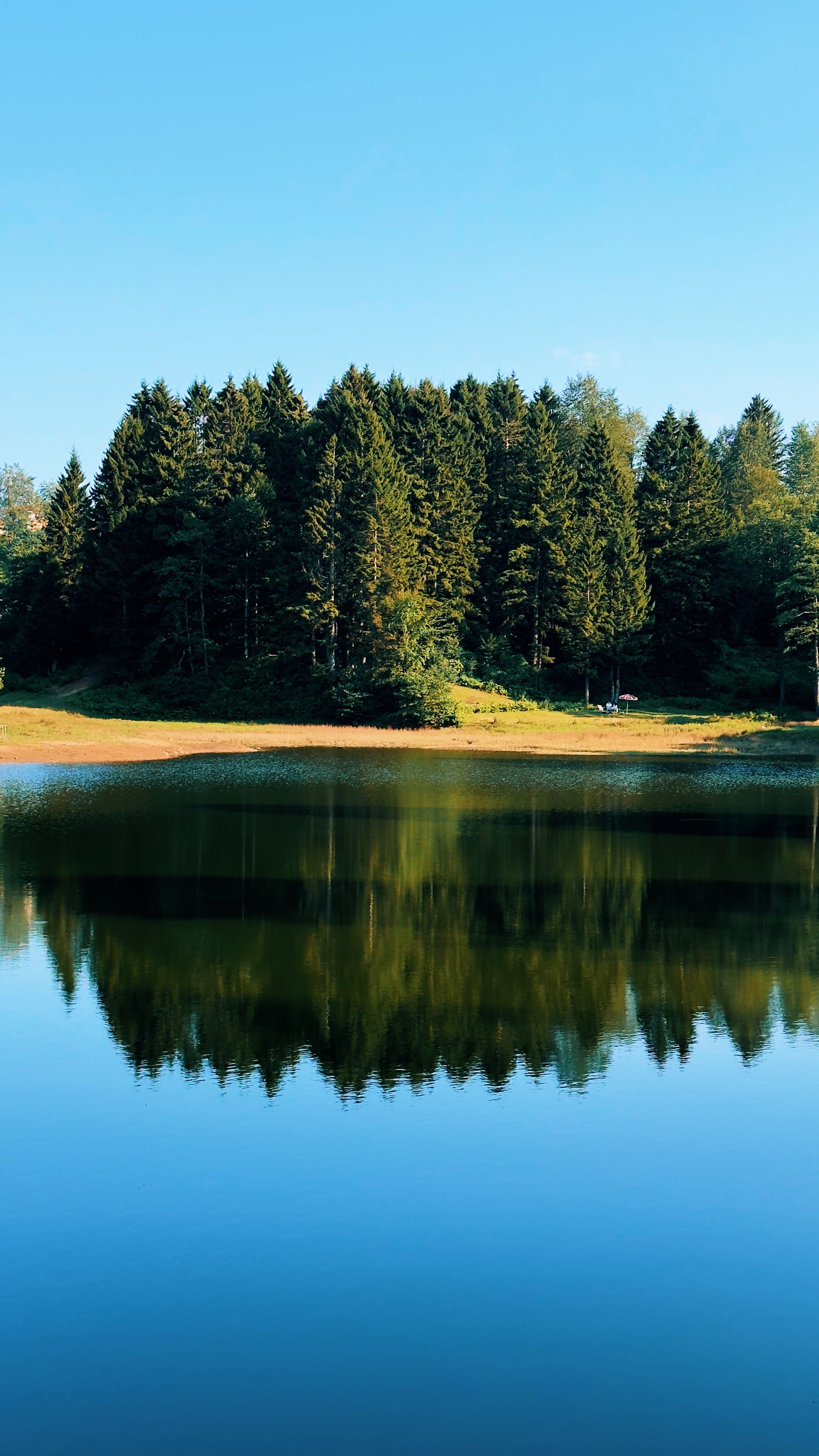 Serene Forest Reflection at Giresun Lake · Free Stock Photo