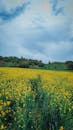 Yellow Flower Field Under a Cloudy Sky