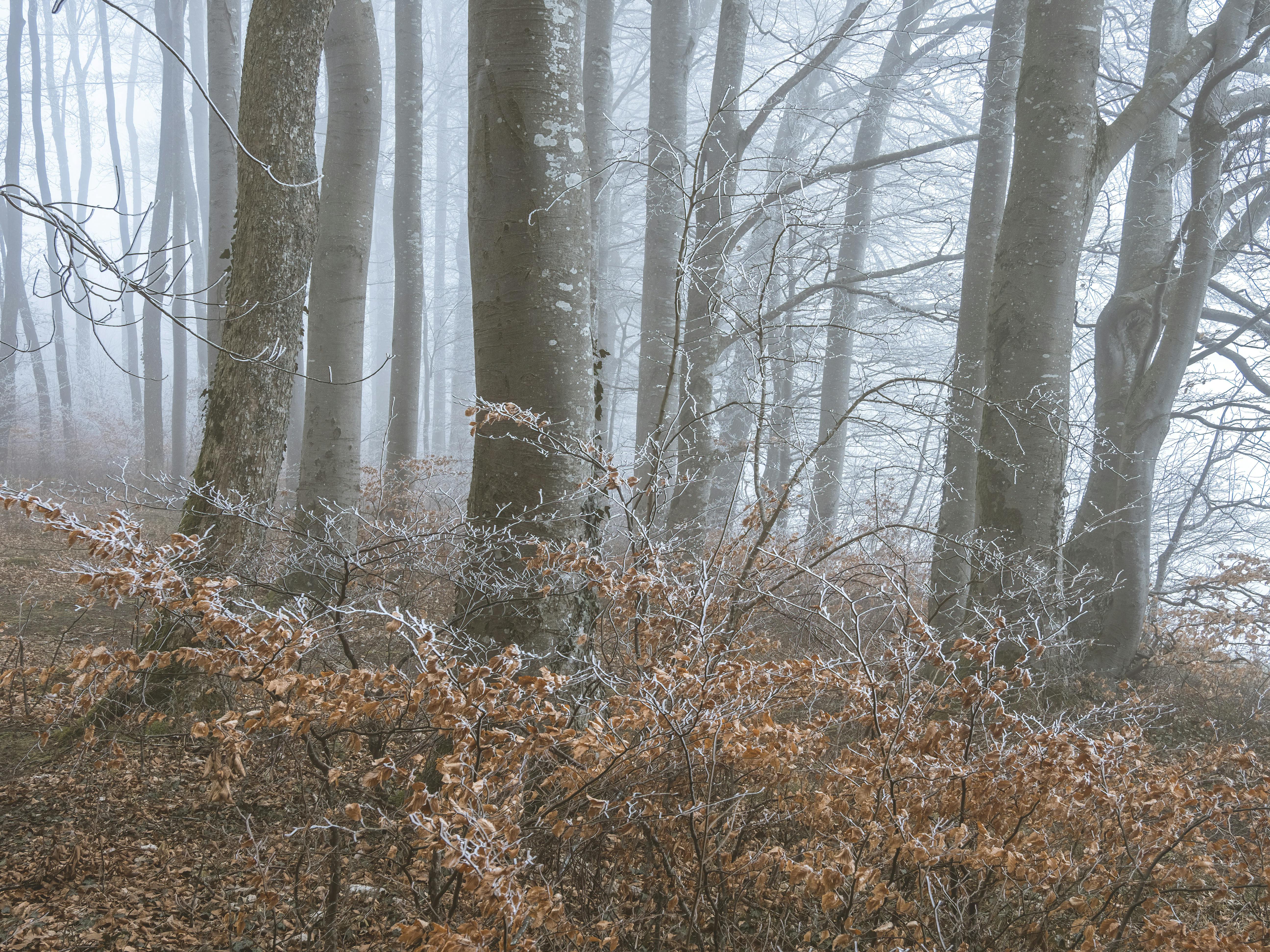 De franc Escena serena de bosc amb branques cobertes de gebre en un bosc ennuvolat d'hivern. Foto d'estoc