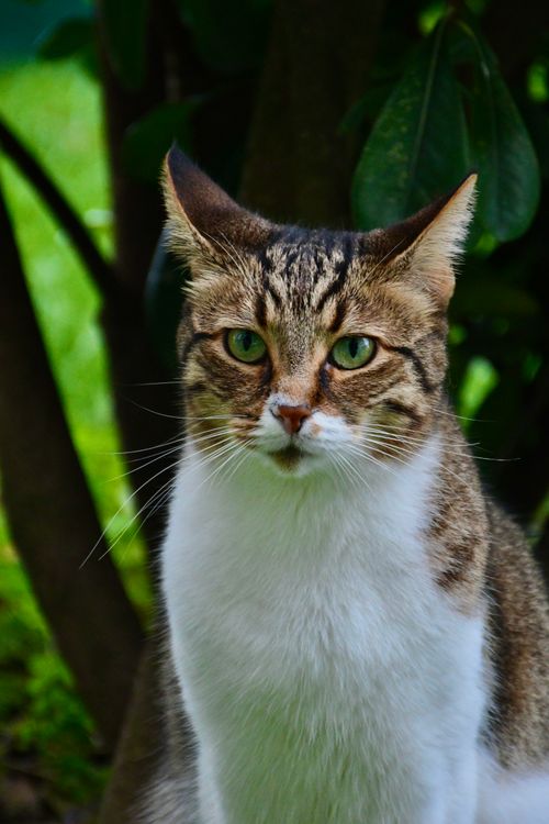 Free Close-up of a tabby cat with green eyes surrounded by greenery. Stock Photo