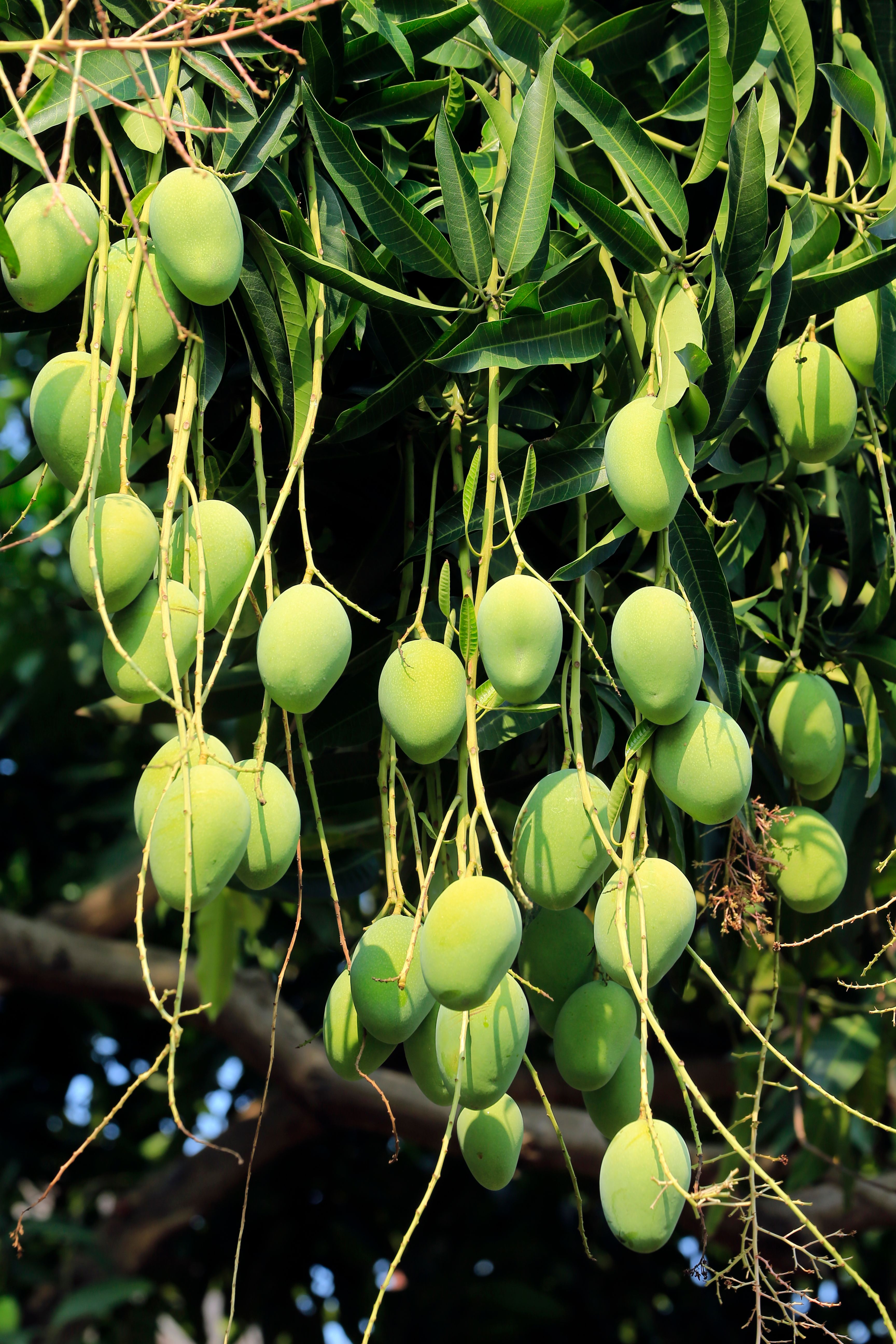 Winpho7 Could Bear Fruit With Mango Update