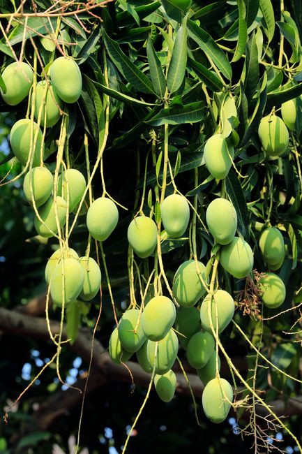 Winpho7 Could Bear Fruit With Mango Update Winpho7 Could Bear Fruit With Mango Update