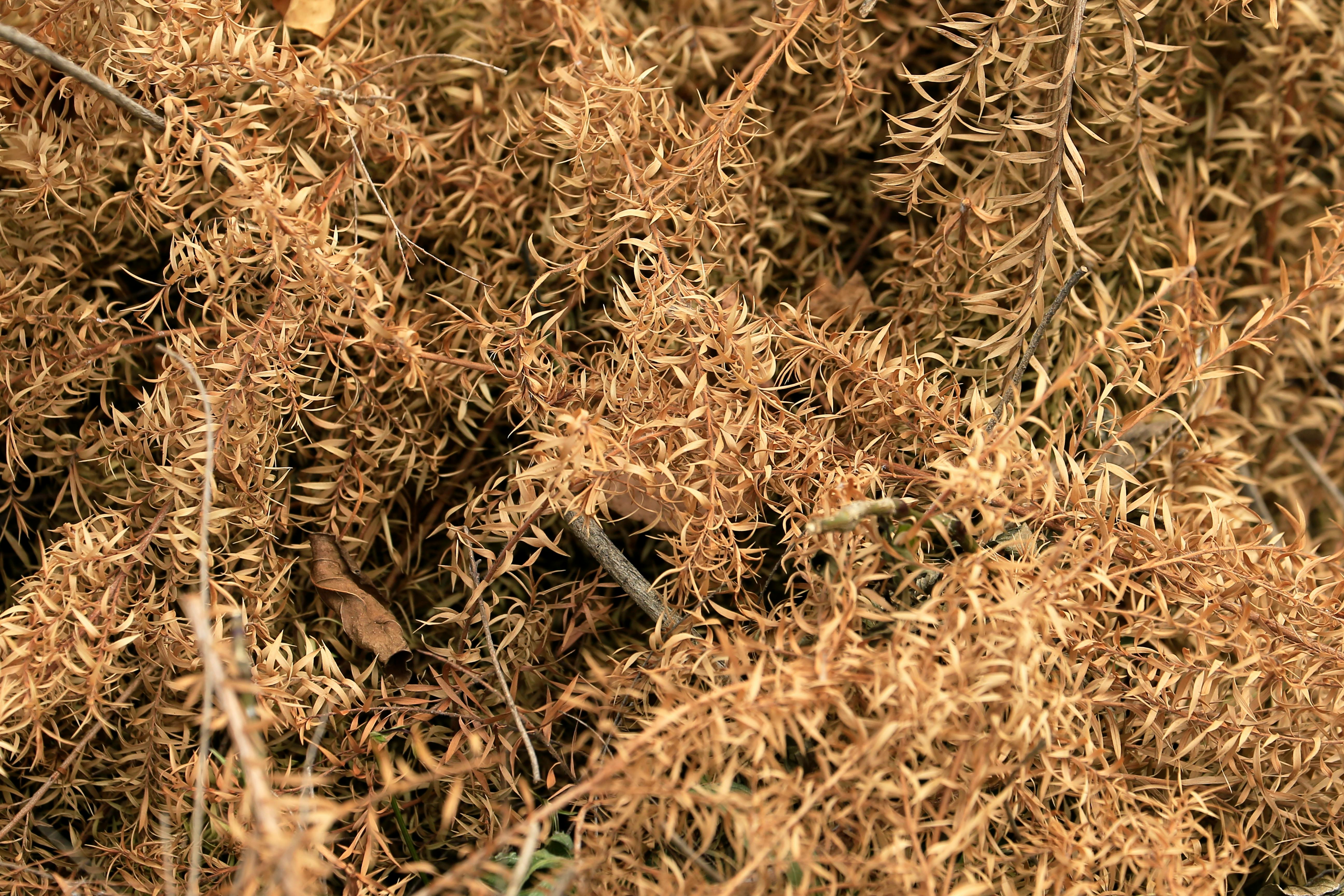 ingyenes Száraz barna levelek és gallyak részletes közeli képe, amelyek texturált mintát hoznak létre. Stockfotó