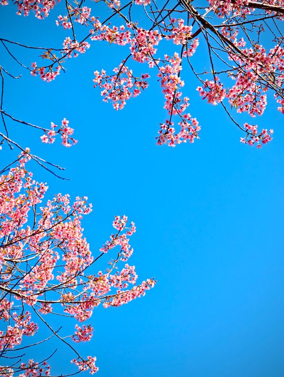 Vibrant Cherry Blossoms Against a Clear Blue Sky · Free Stock Photo