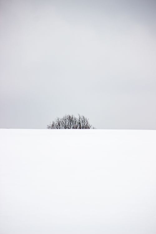 Free A serene minimalistic winter landscape with snow and bare trees under a gray sky. Stock Photo