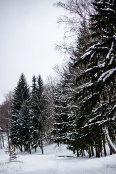 A tranquil snowy forest landscape showcasing tall evergreens blanketed in snow during winter.