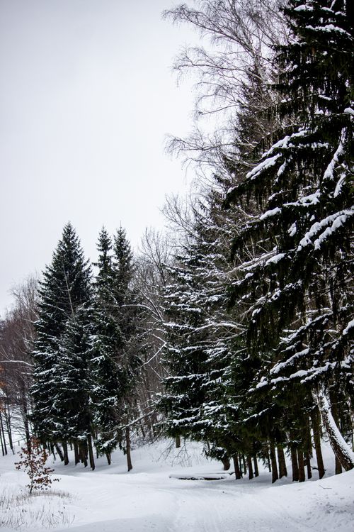 Free A tranquil snowy forest landscape showcasing tall evergreens blanketed in snow during winter. Stock Photo