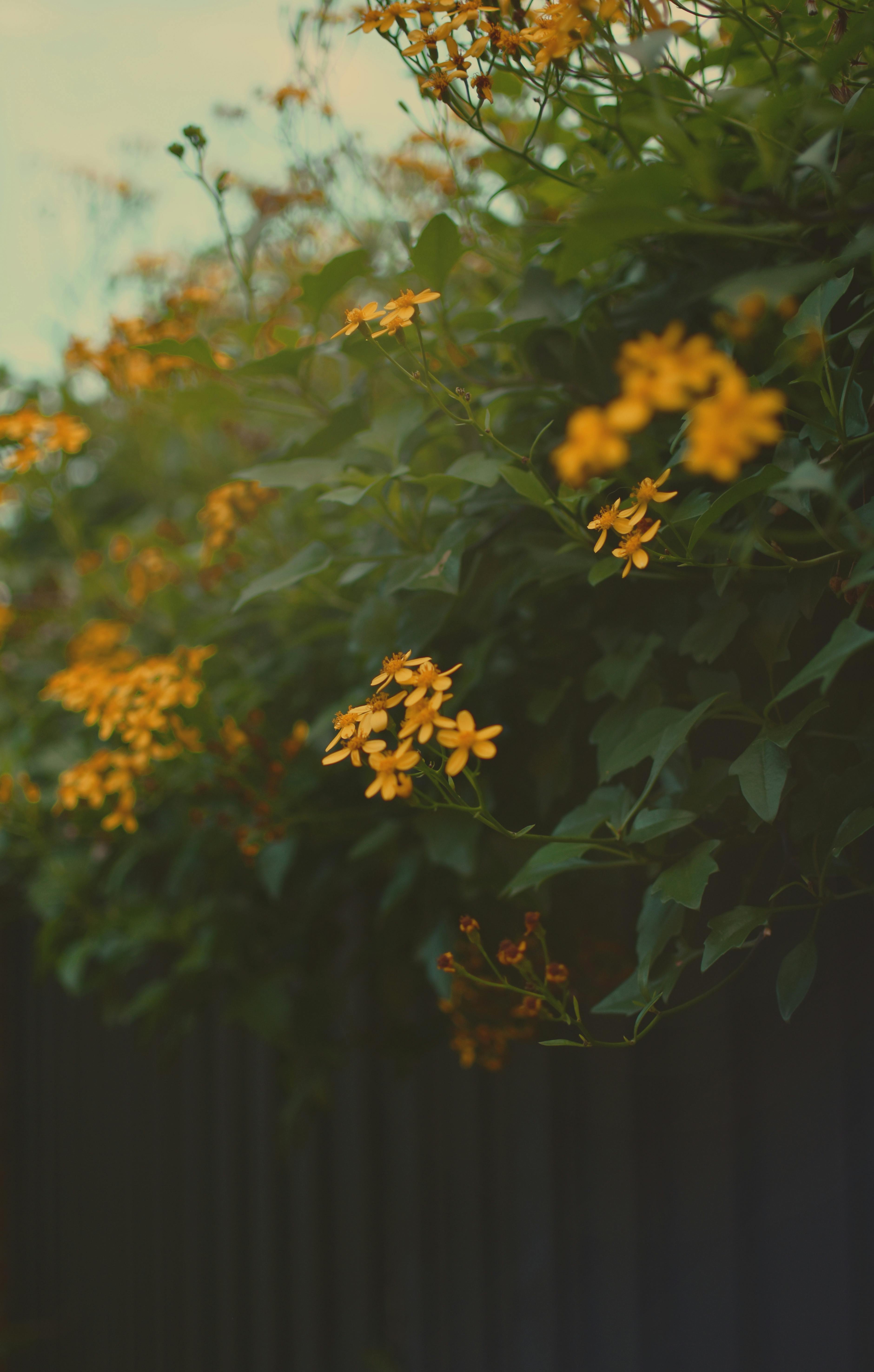 De franc Flors grogues en plena floració adornen un exuberant jardí, capturades amb una il·luminació suau i un to càlid i viu. Foto d'estoc
