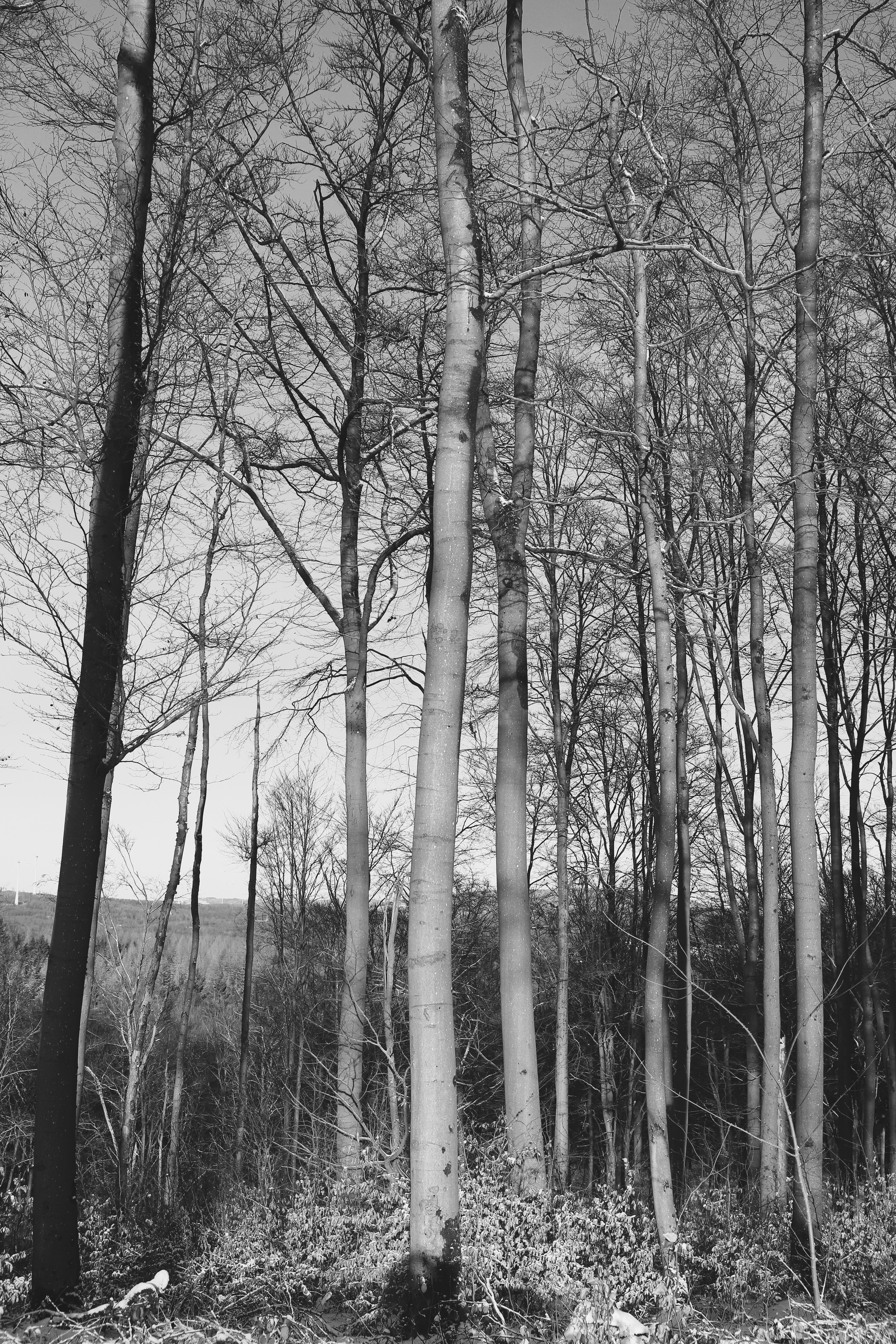 Black and White Winter Forest Landscape · Free Stock Photo