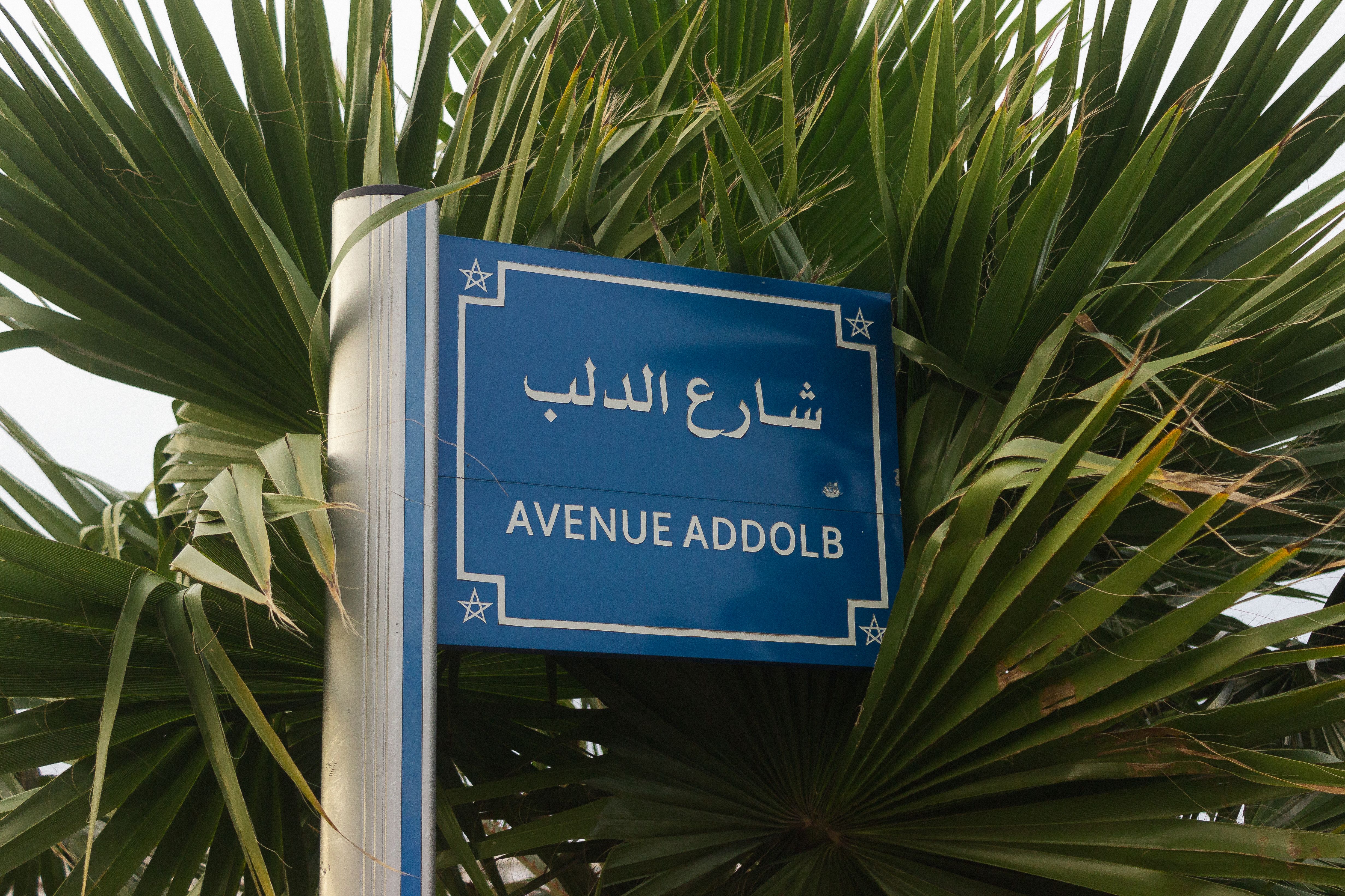 Blue street sign reading Avenue Addolb with palm leaves in the background.