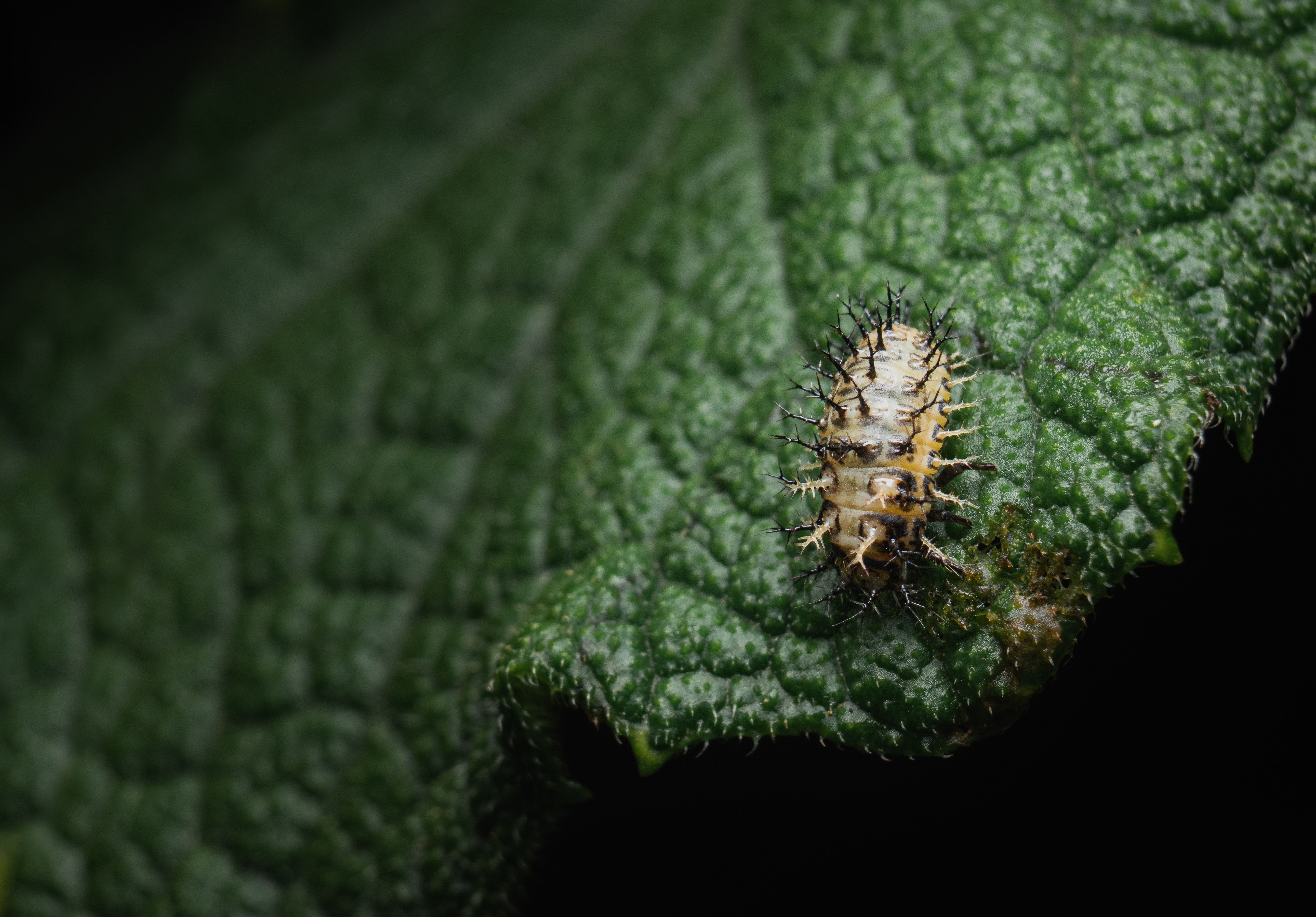 Close-up of Insect Larva on Leaf in Kenya · Free Stock Photo
