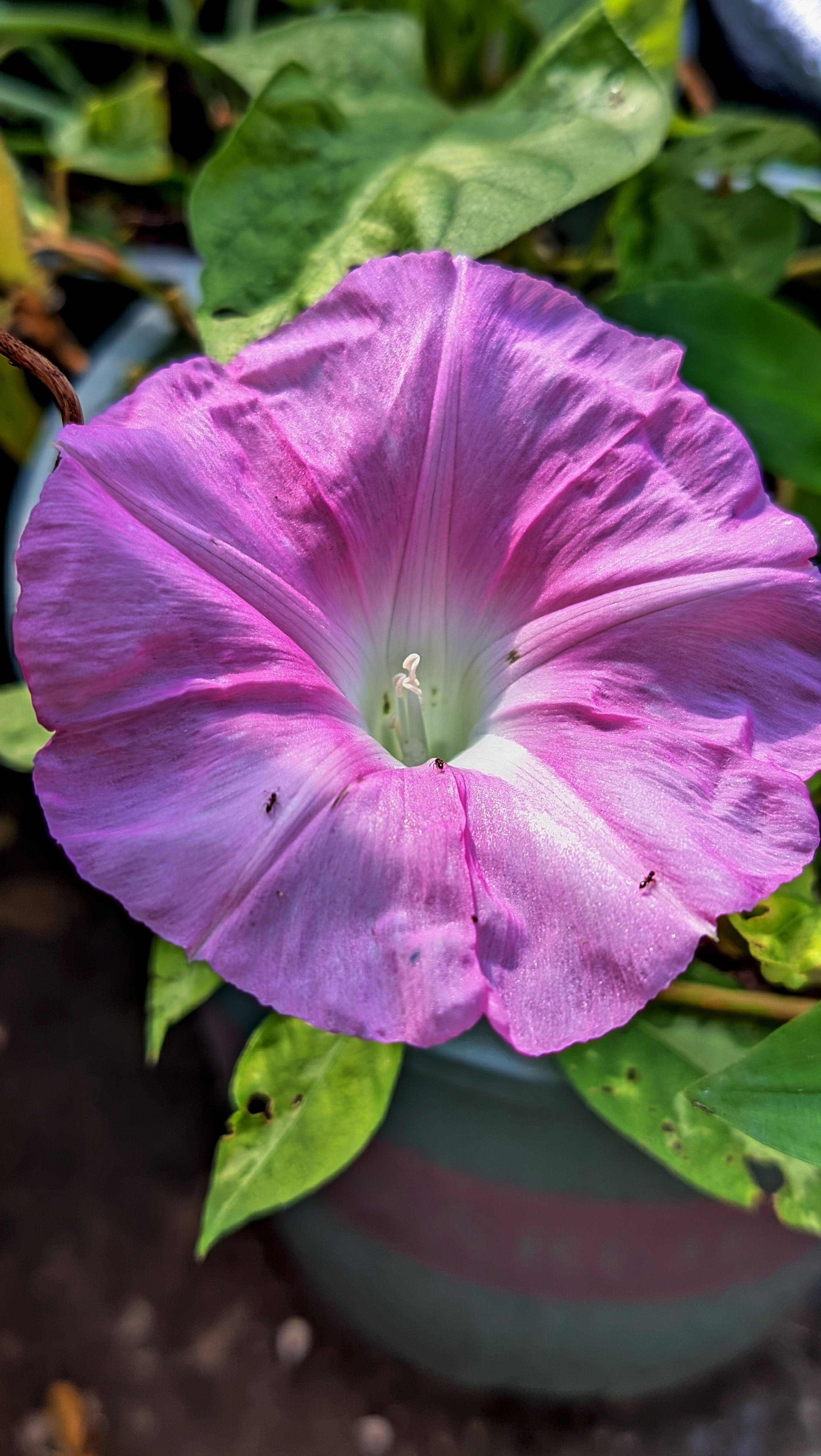 Close-up of a vibrant pink morning glory flower blooming outdoors in natural sunlight.