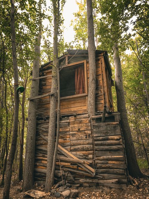 Free A rustic wooden treehouse surrounded by tall trees during autumn in a lush forest. Stock Photo